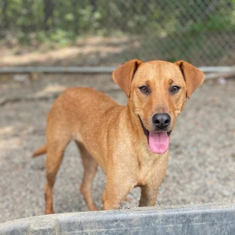 Grog — thumbnail 5