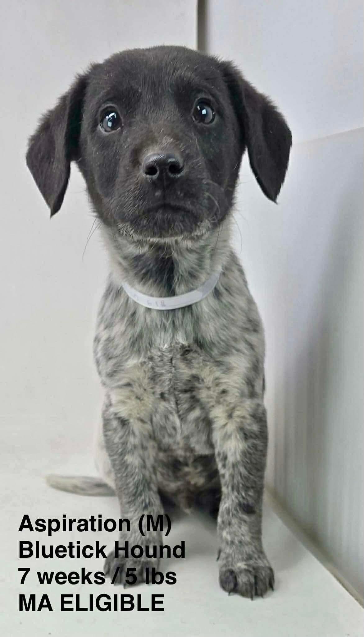 Enlarge ASPIRATION, a Adoptable Bluetick Coonhound in Pomfret Center, CT image 1/1