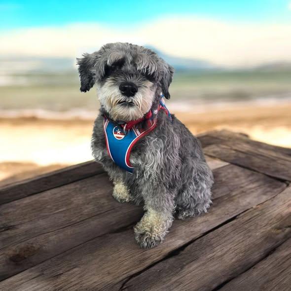 Roman, a Adoptable Standard Schnauzer in Dallas, GA image 1/2
