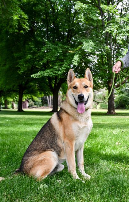 Anubis, Adoptable, Adult Male German Shepherd Dog & Mixed Breed.