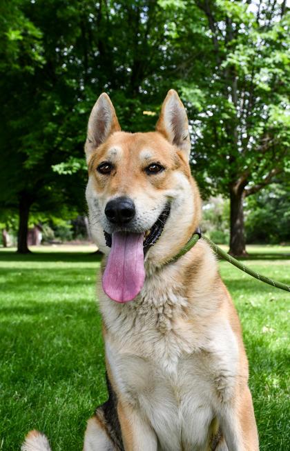 Anubis, a Adoptable mixed breed in Yakima, WA image 2/3