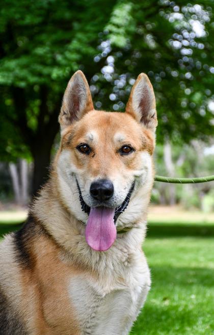 Anubis, a Adoptable mixed breed in Yakima, WA image 3/3
