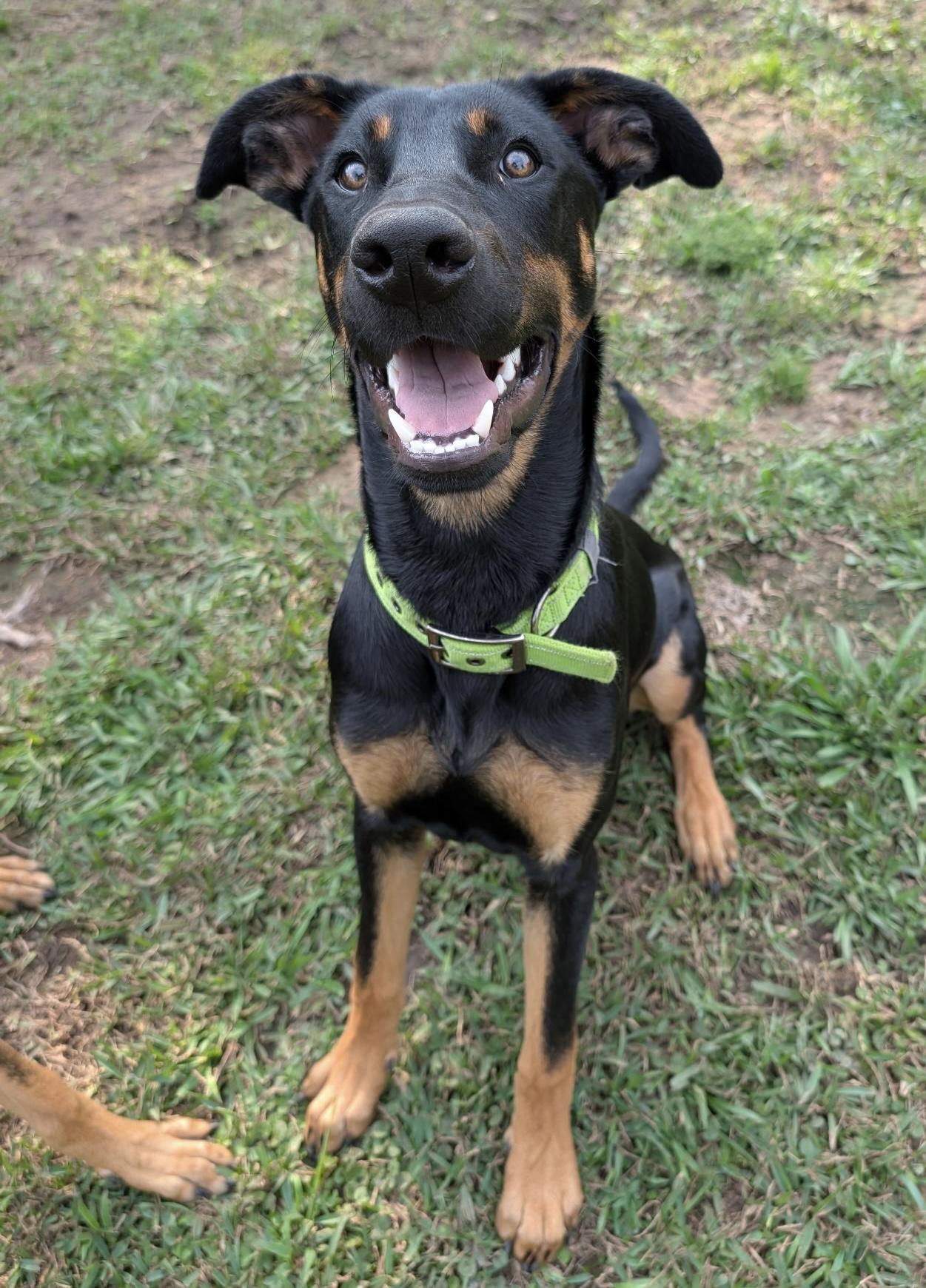 Enlarge Mars, a Adopted mixed breed in Seattle, WA image 1/6
