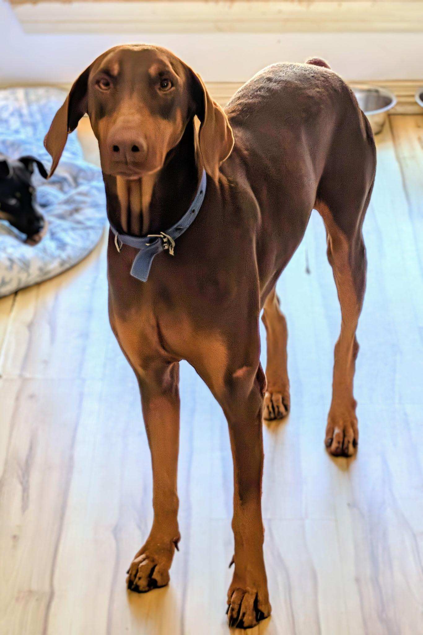 Enlarge Mars, a Adopted mixed breed in Seattle, WA image 4/6