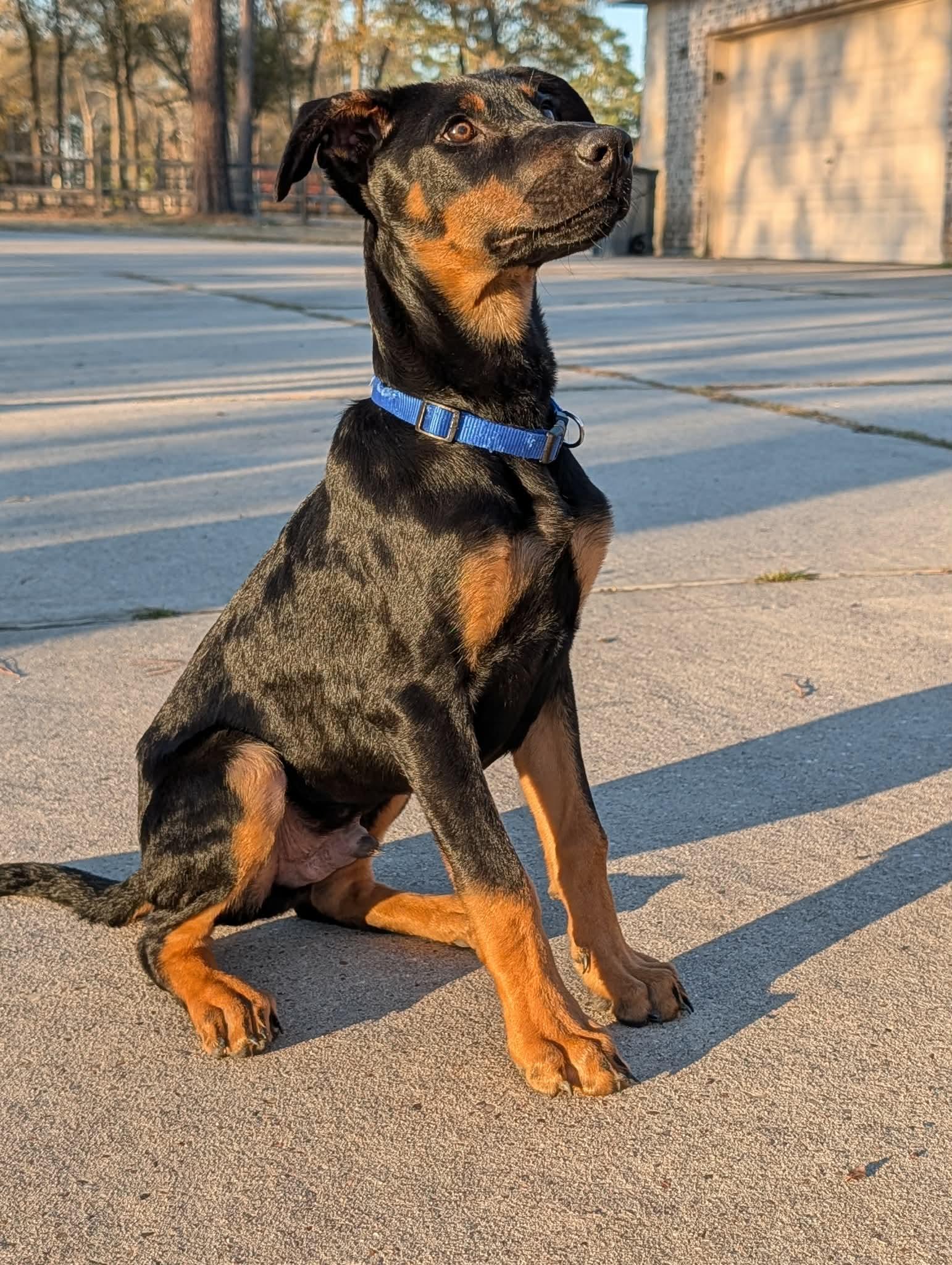 Enlarge Mars, a Adopted mixed breed in Seattle, WA image 5/6