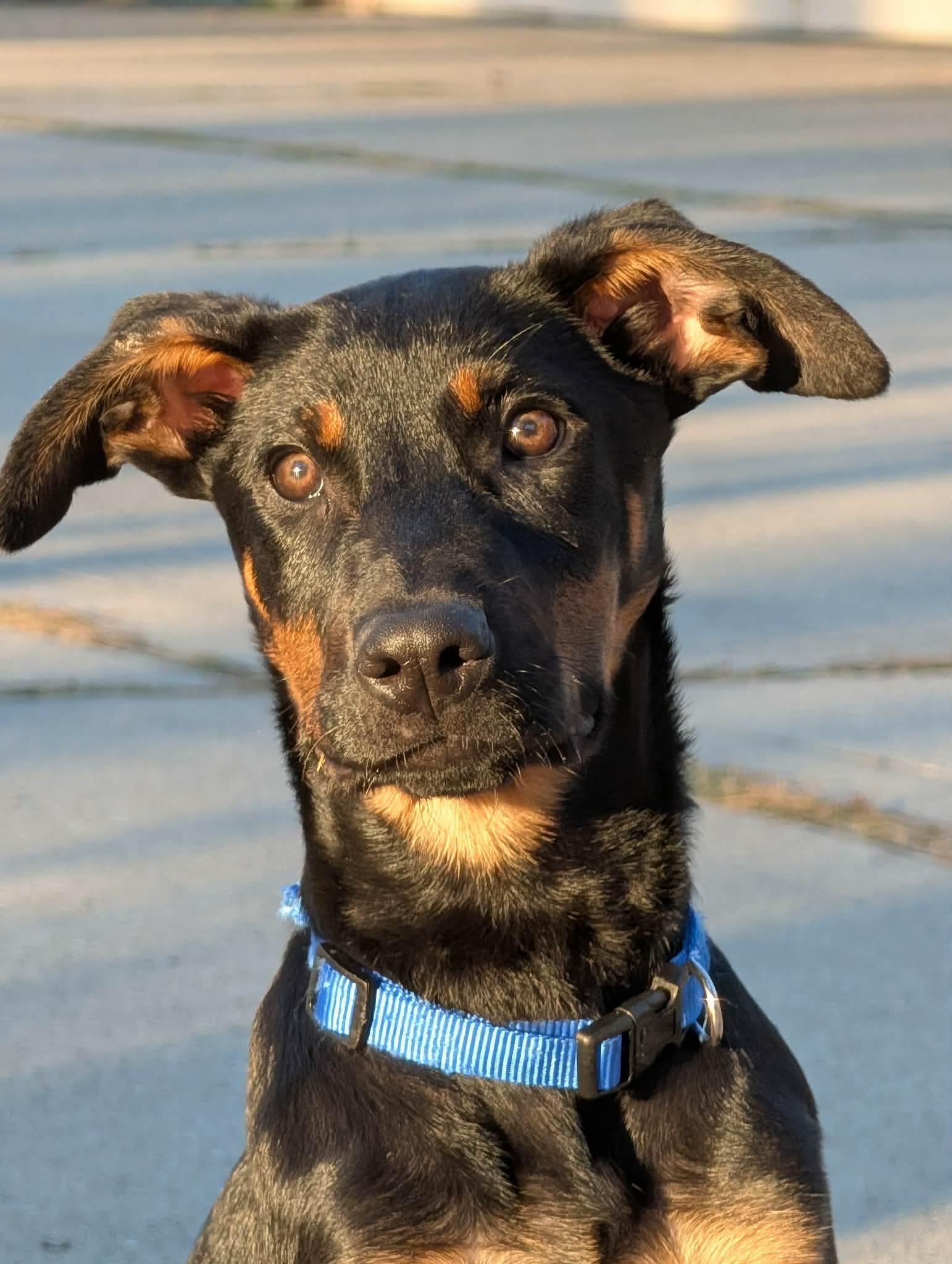 Enlarge Mars, a Adopted mixed breed in Seattle, WA image 2/6