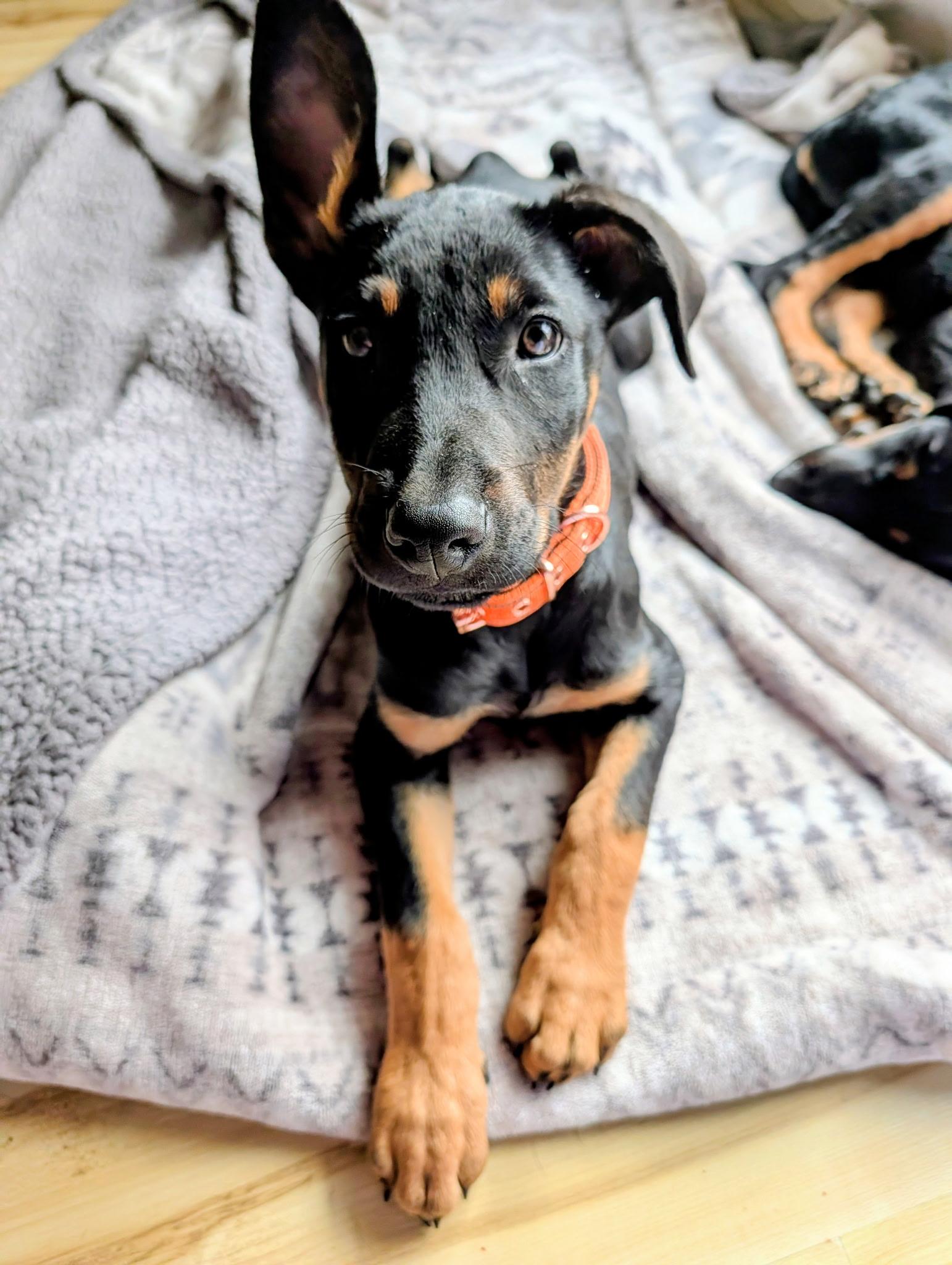 Enlarge Mars, a Adopted mixed breed in Seattle, WA image 3/6