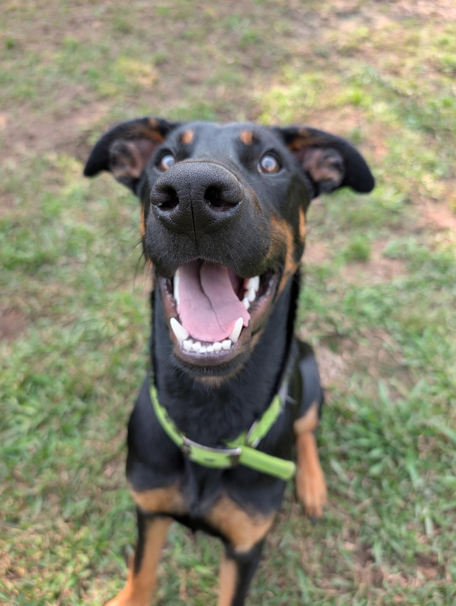 Enlarge Mars, a Adopted mixed breed in Seattle, WA image 6/6