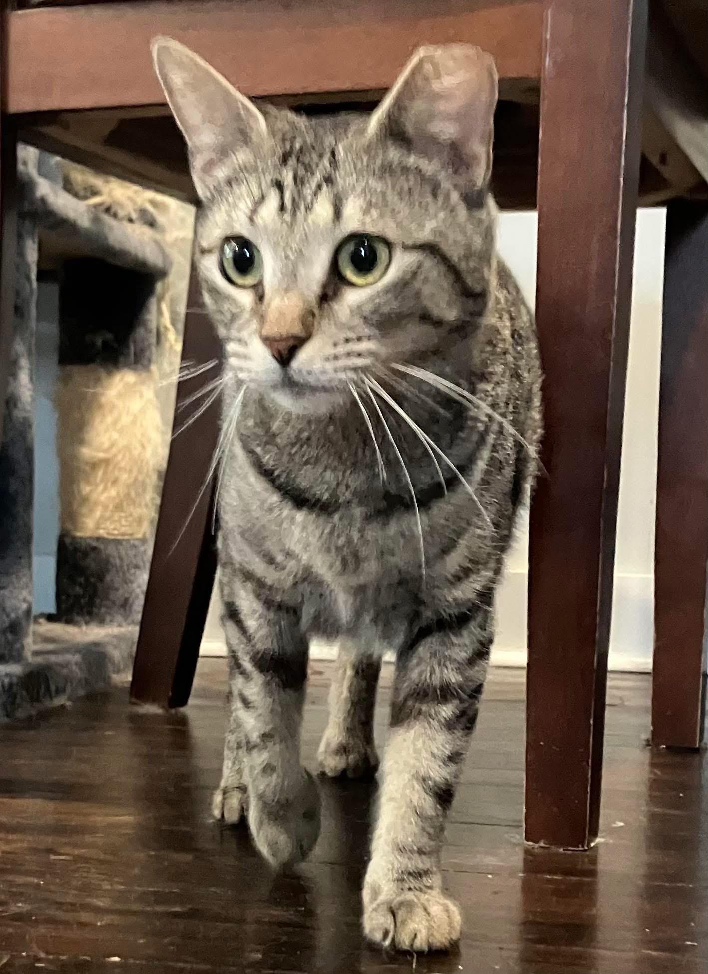 Callie, Adoptable, Young Female Domestic Medium Hair.