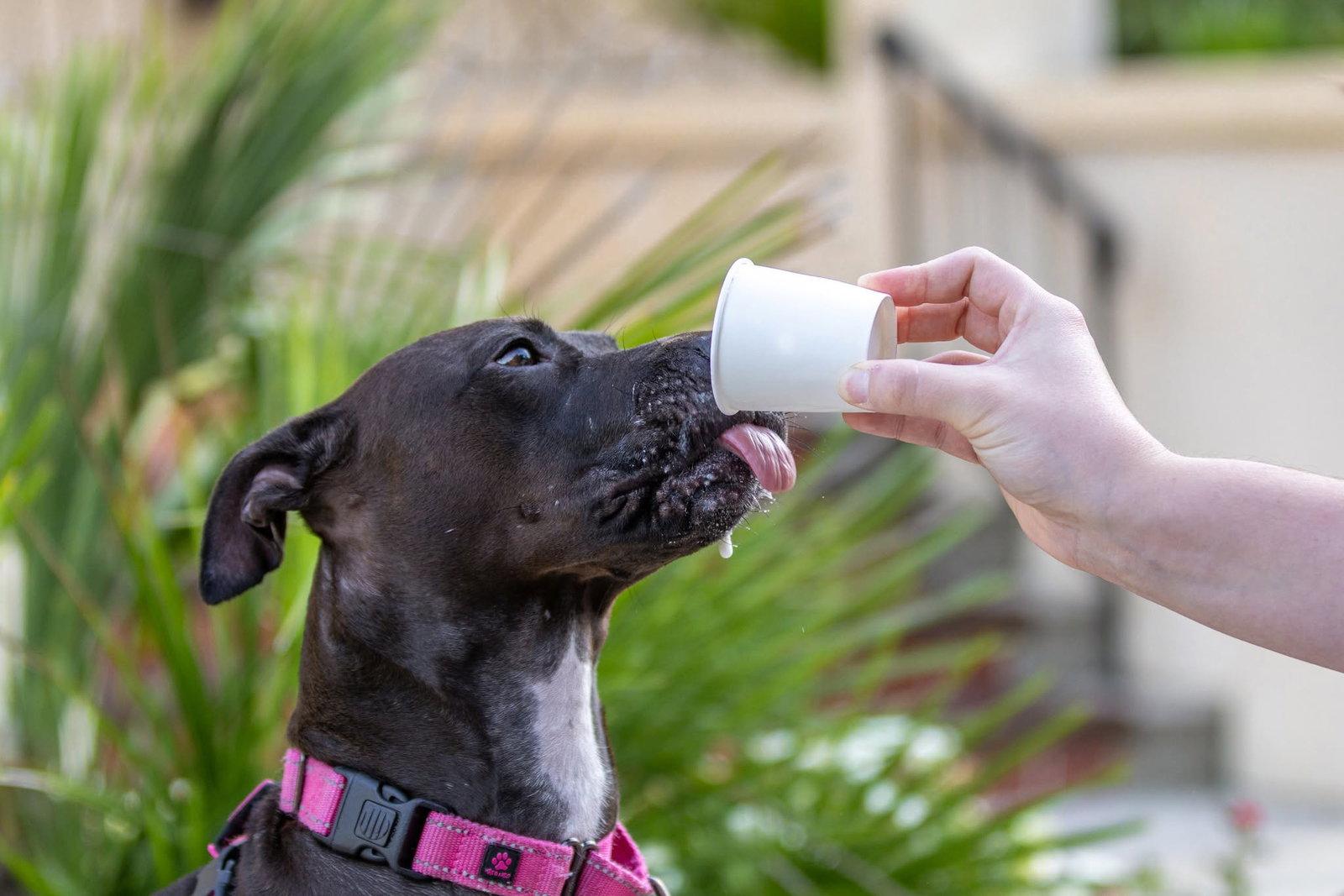 Enlarge Paris II, a Adoptable Mixed Breed in Gainesville, FL image 1/3