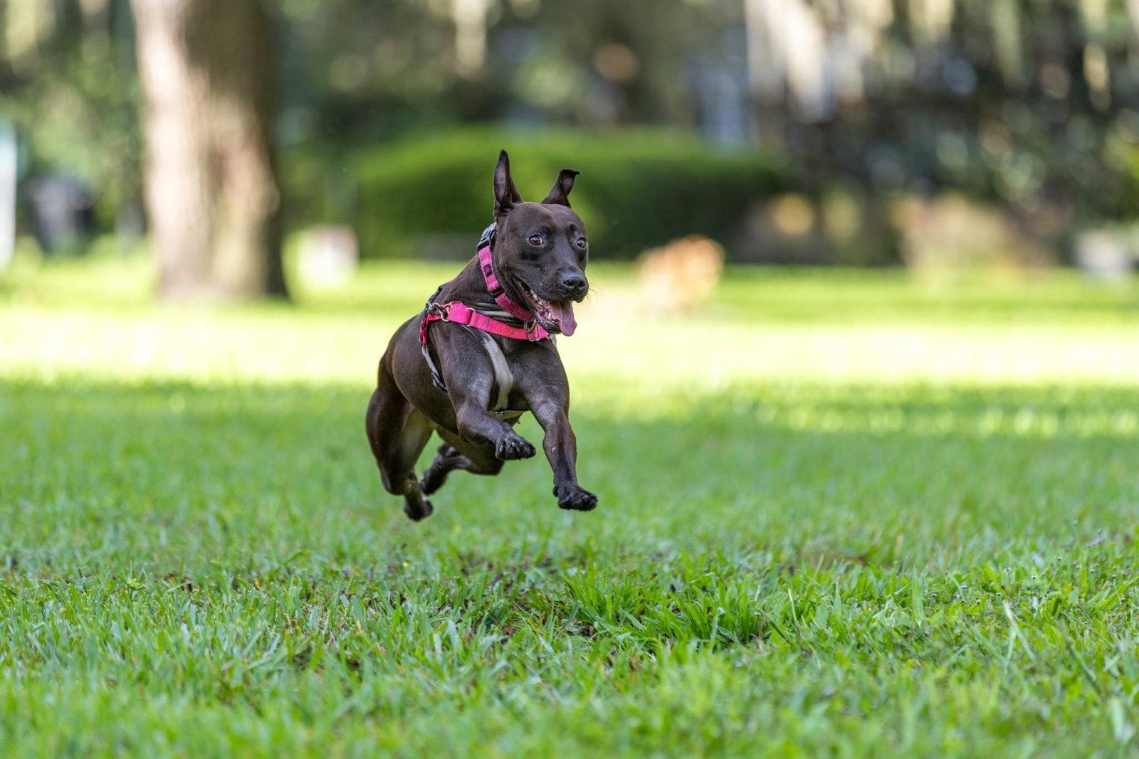 Enlarge Paris II, a Adoptable Mixed Breed in Gainesville, FL image 2/3