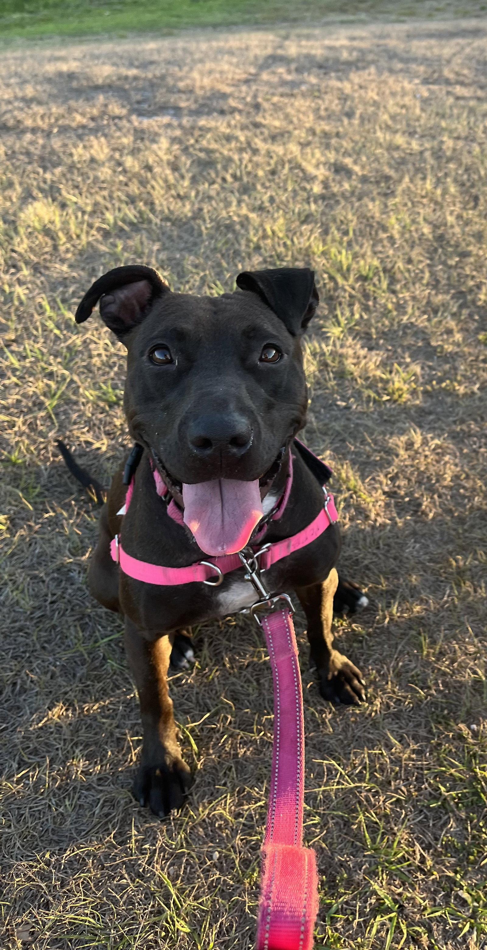 Paris II, Adoptable, Young Female Mixed Breed.