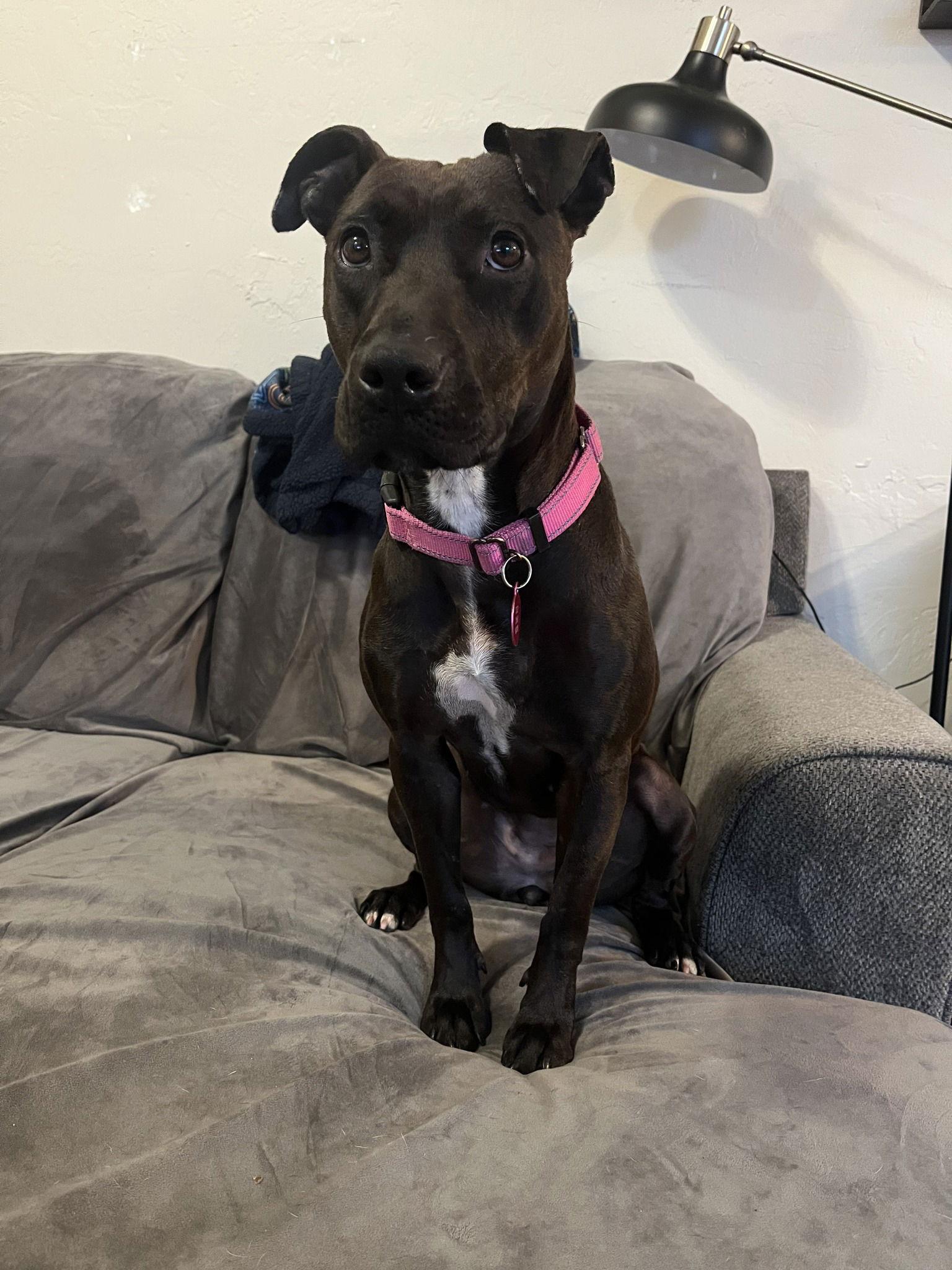 Paris Dos, Adoptable, Adult Female Mixed Breed.