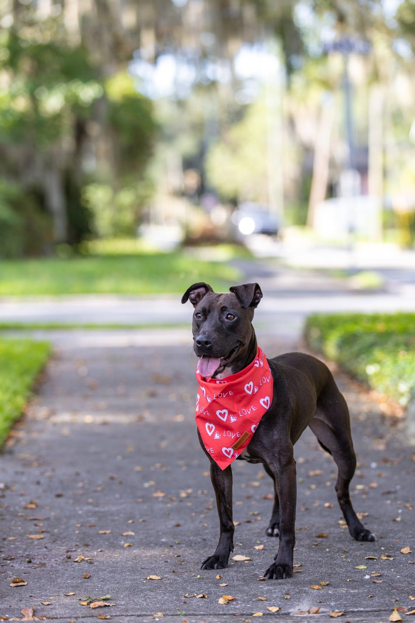Enlarge Paris II, a Adoptable Mixed Breed in Gainesville, FL image 3/3