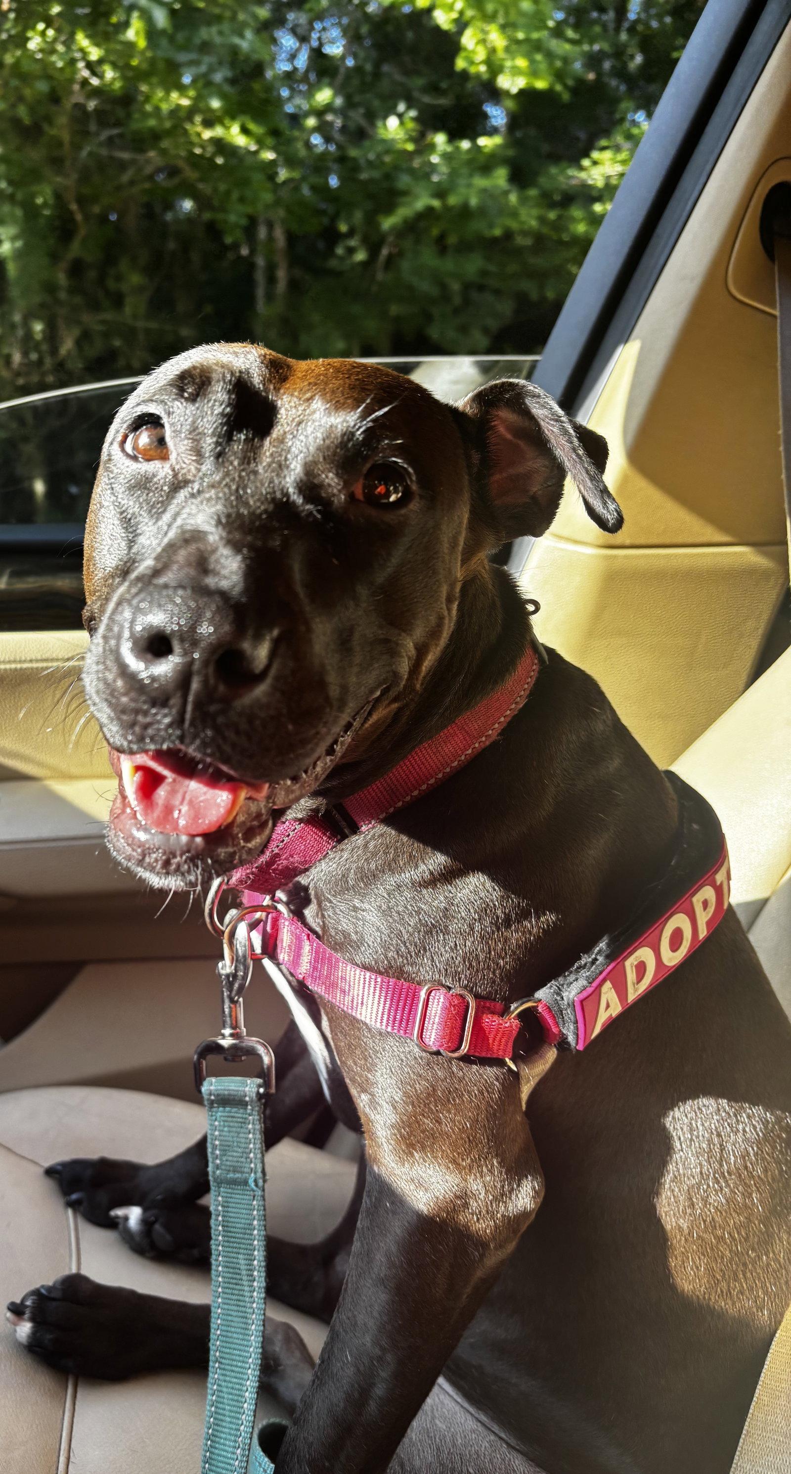 Paris II, a Adoptable Mixed Breed in Gainesville, FL image 2/3