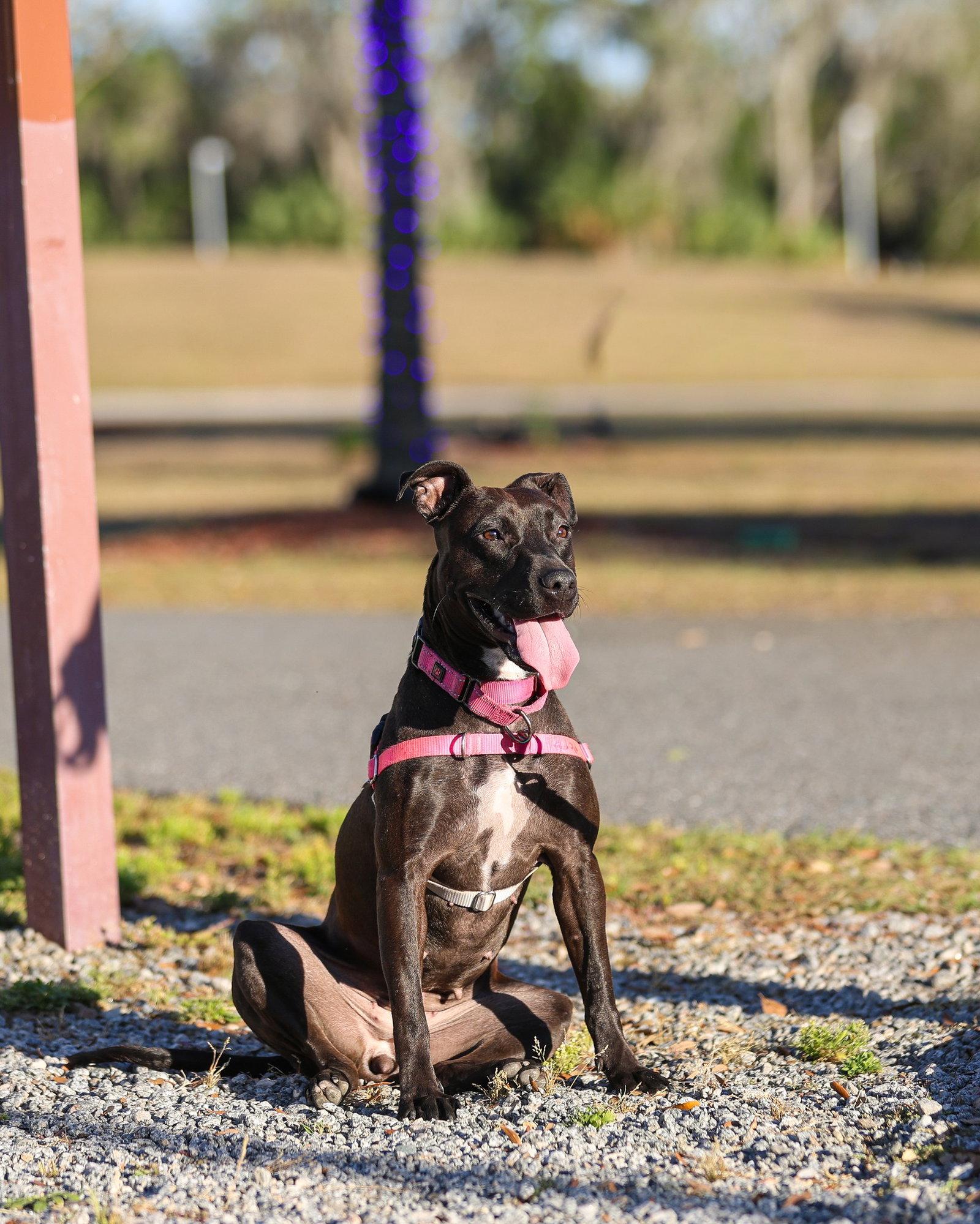 Enlarge Paris Dos, a Adoptable Mixed Breed in Gainesville, FL image 1/3