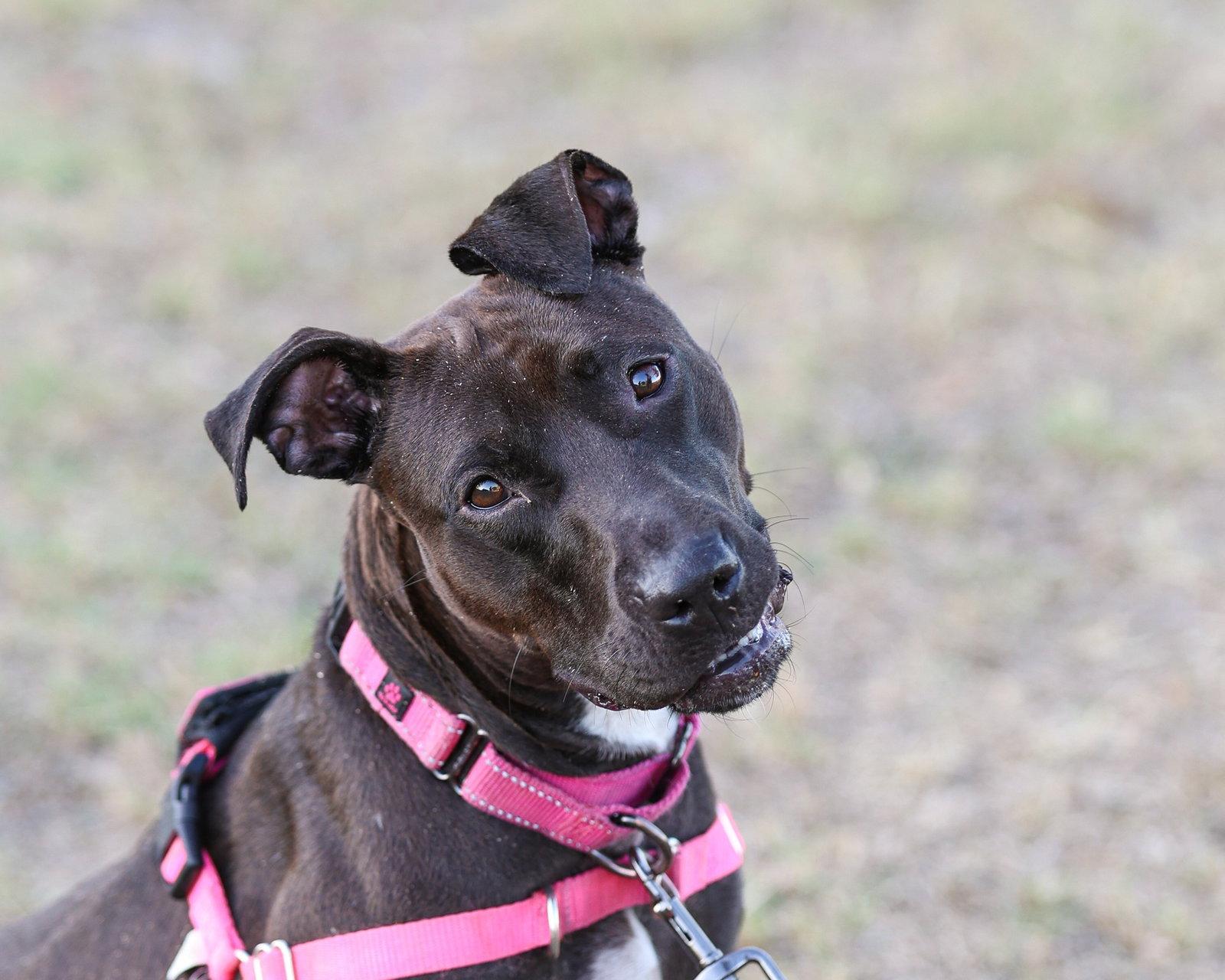 Enlarge Paris Dos, a Adoptable Mixed Breed in Gainesville, FL image 2/3