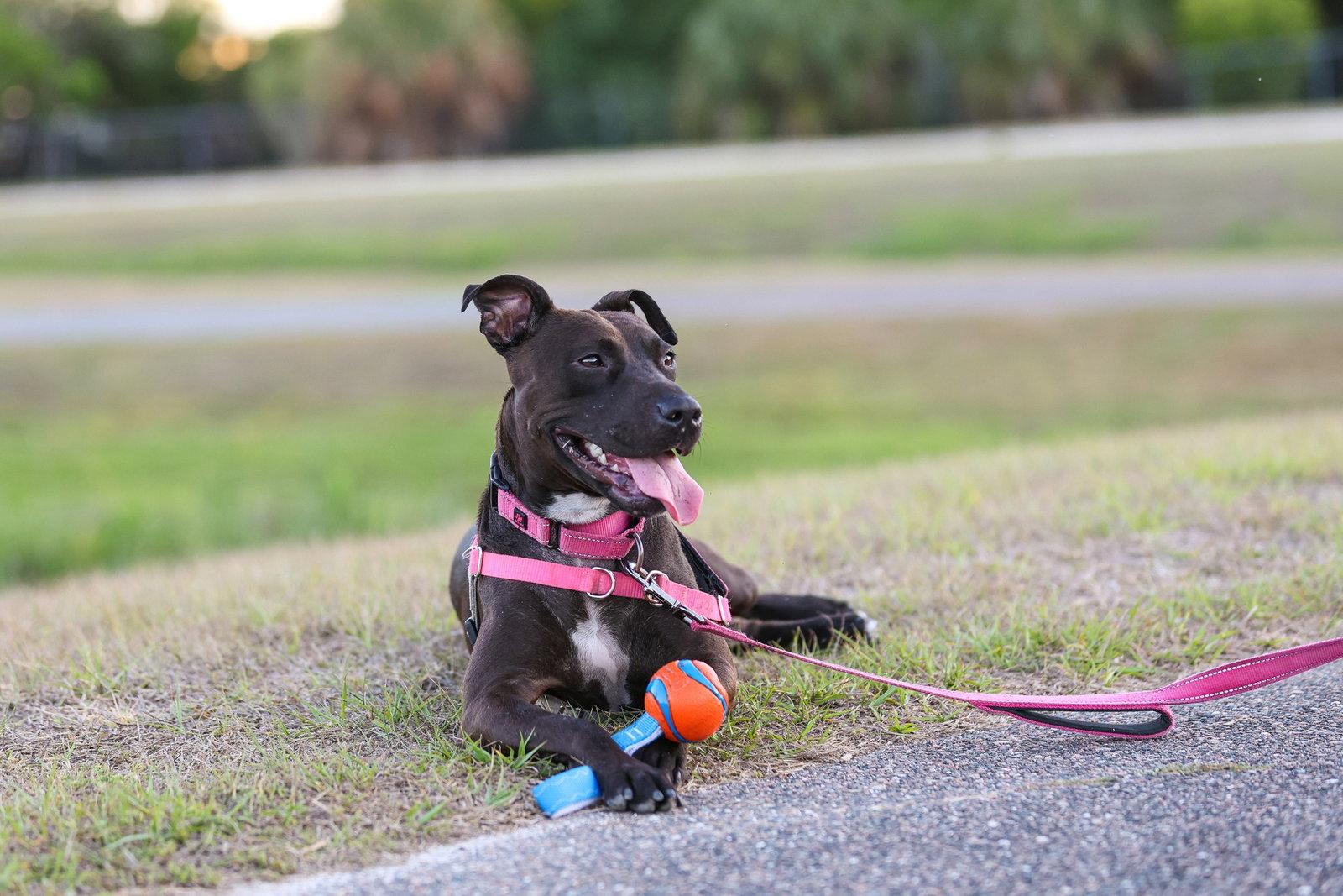 Enlarge Paris Dos, a Adoptable Mixed Breed in Gainesville, FL image 3/3