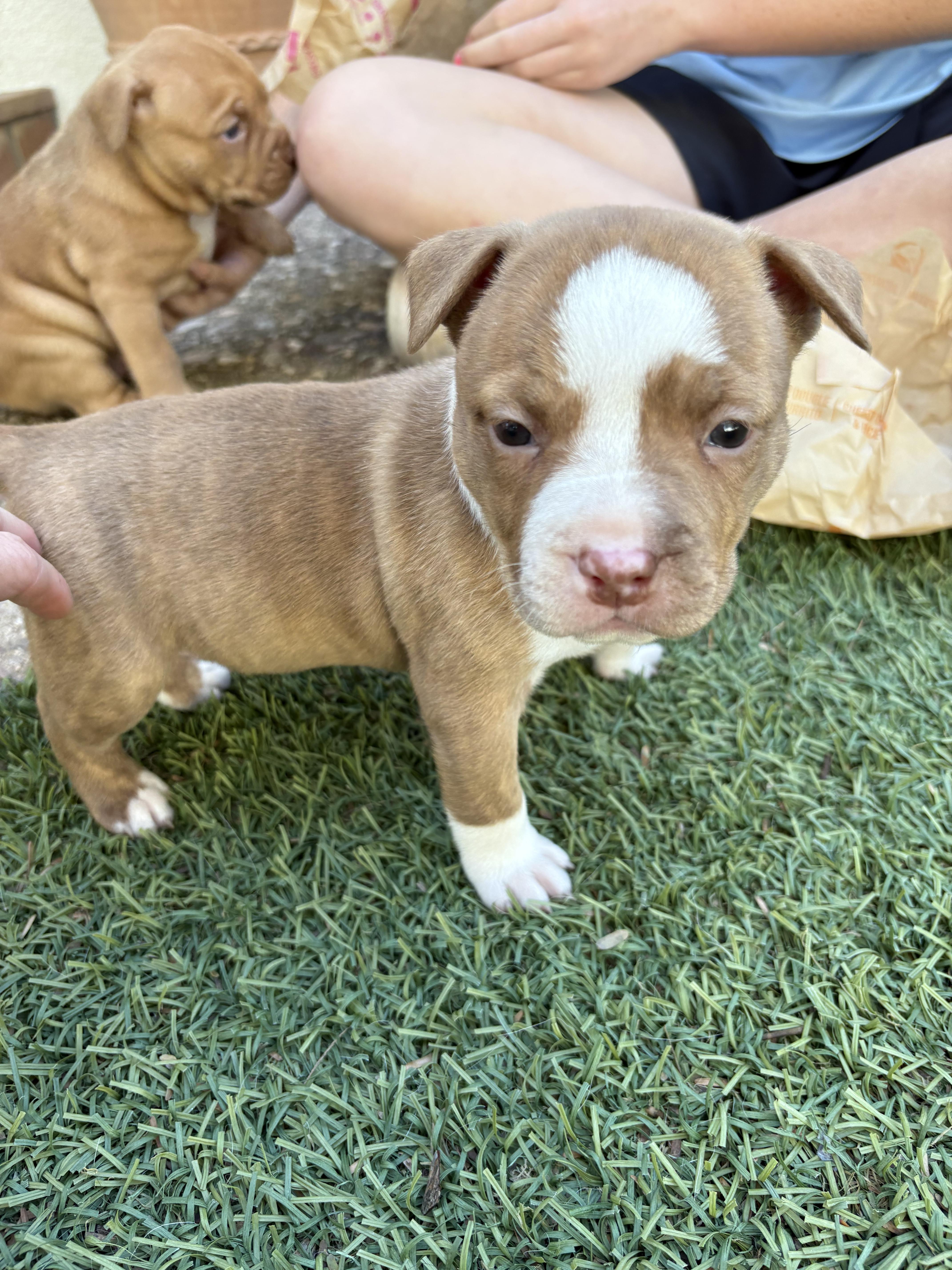 Bully Puppy Cream, Adopted, Young Female Pit Bull Terrier.