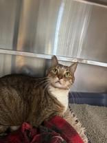 Mario, ADOPTABLE, Senior Male Domestic Short Hair.