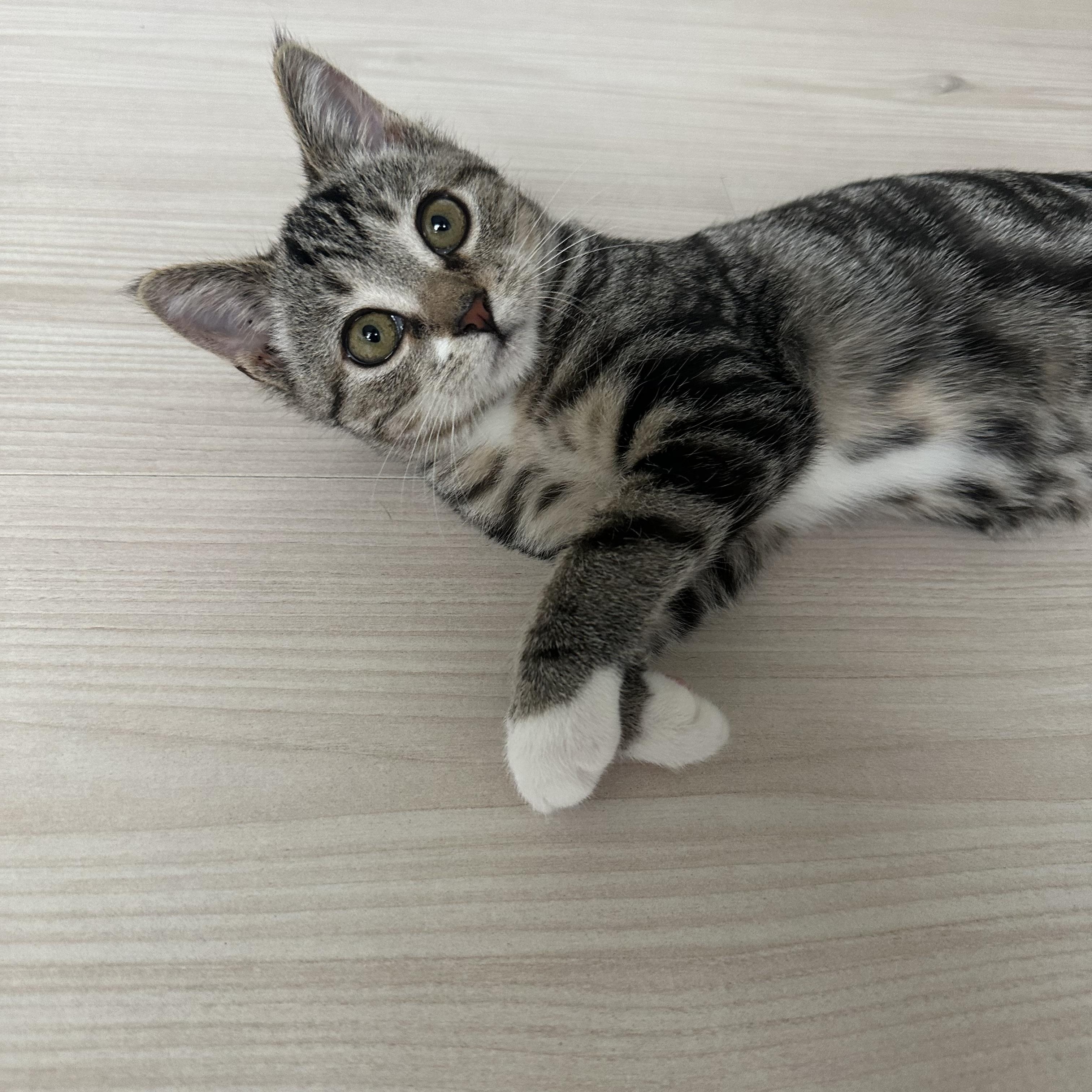 Enlarge Georgia, a Adoptable Domestic Short Hair in Savannah, GA image 2/5