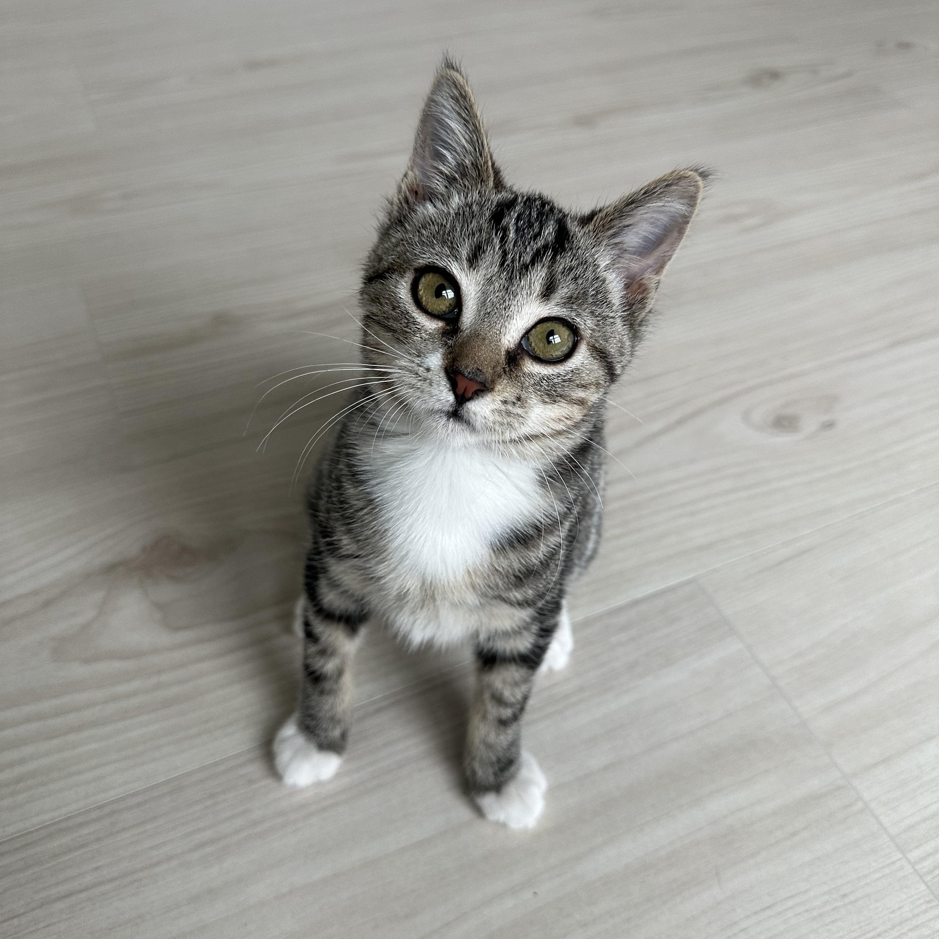 Georgia, Adoptable, Kitten Female Domestic Short Hair.