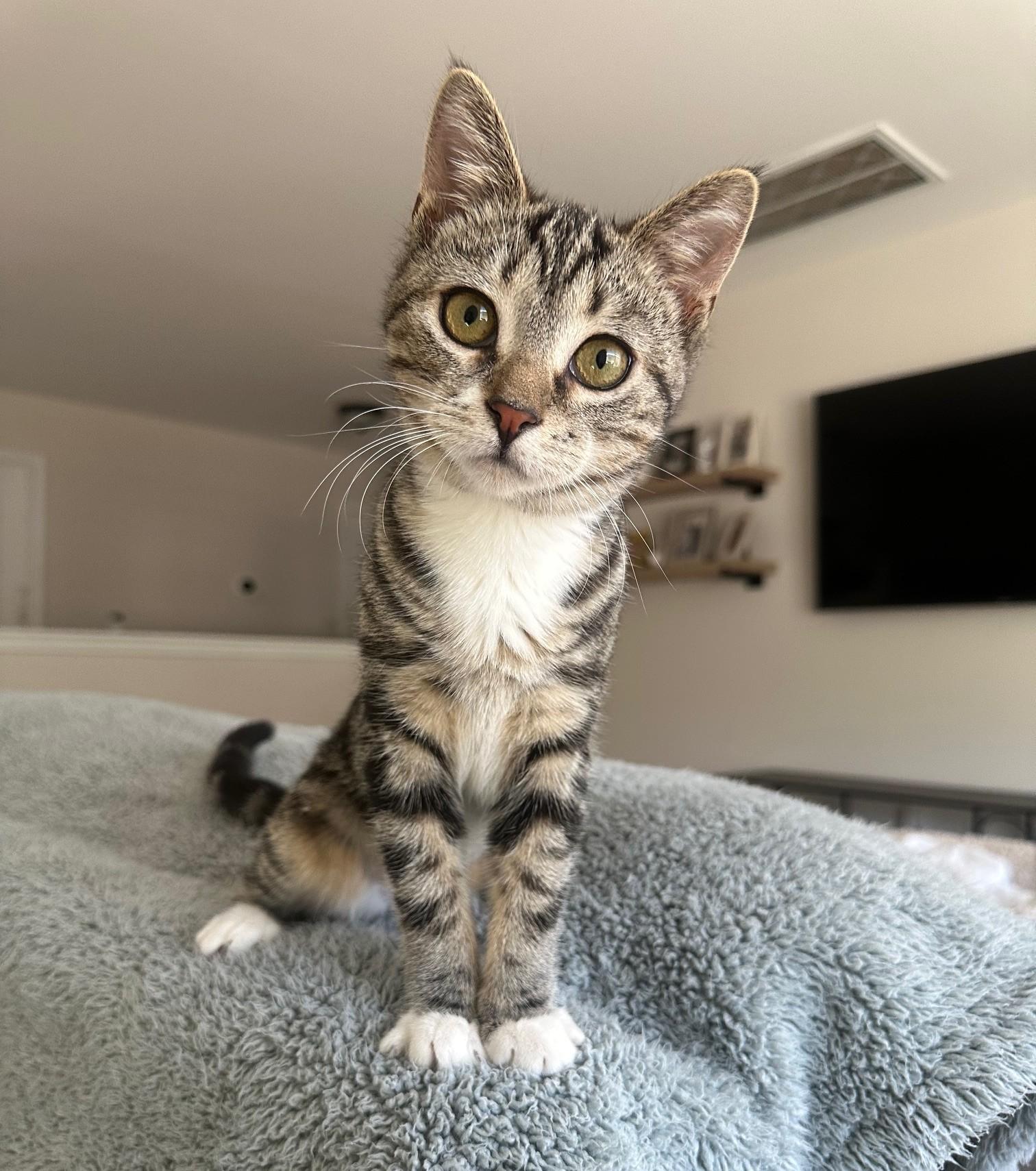 Enlarge Georgia, a Adoptable Domestic Short Hair in Savannah, GA image 1/5