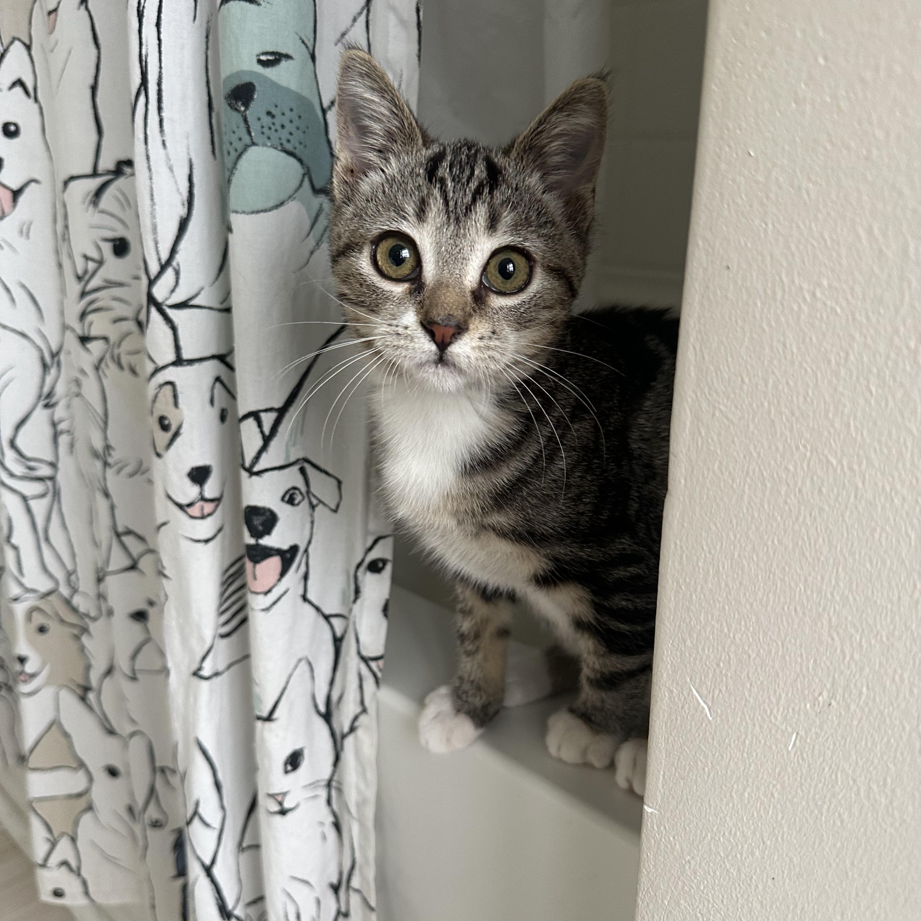 Enlarge Georgia, a Adoptable Domestic Short Hair in Savannah, GA image 4/5