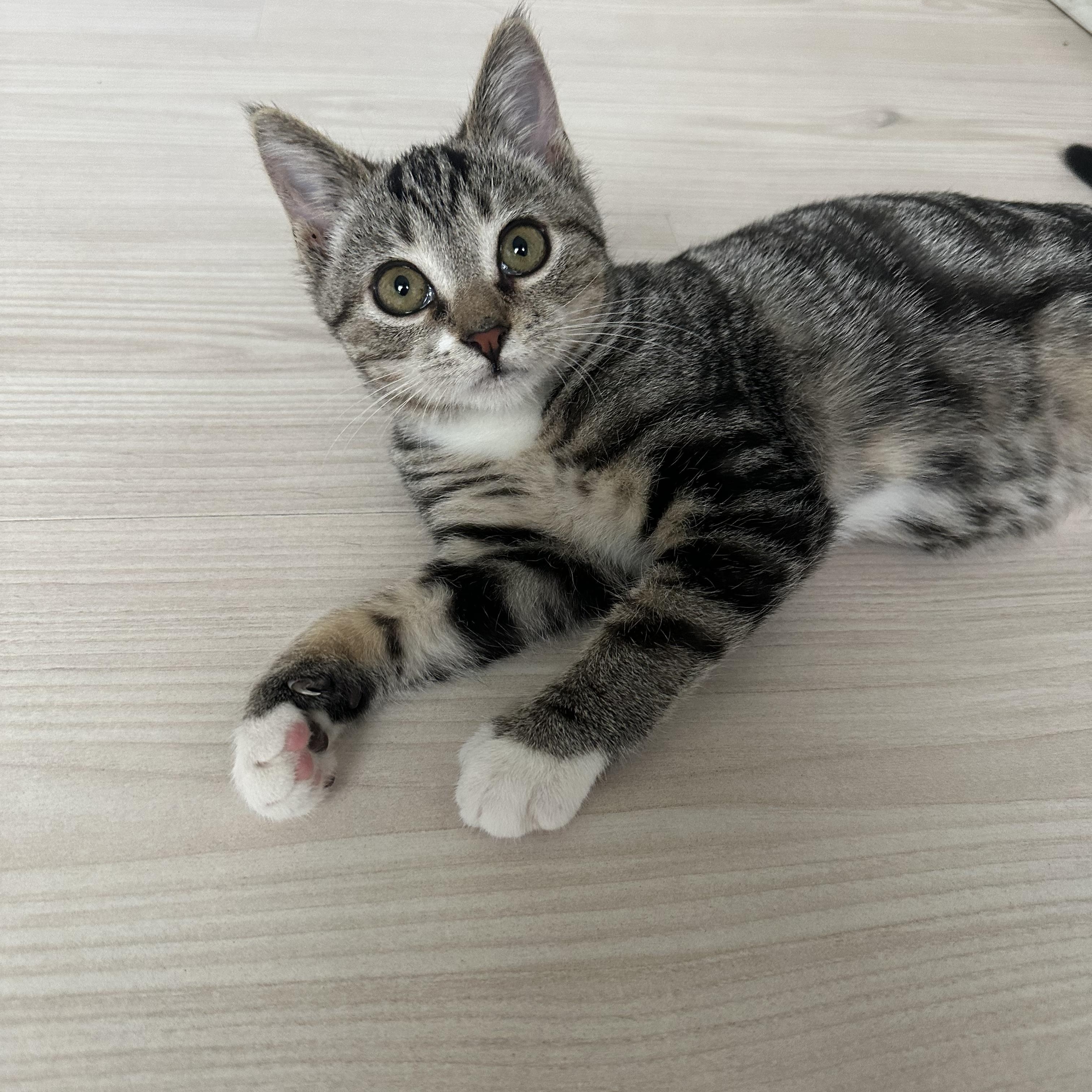 Enlarge Georgia, a Adoptable Domestic Short Hair in Savannah, GA image 3/5