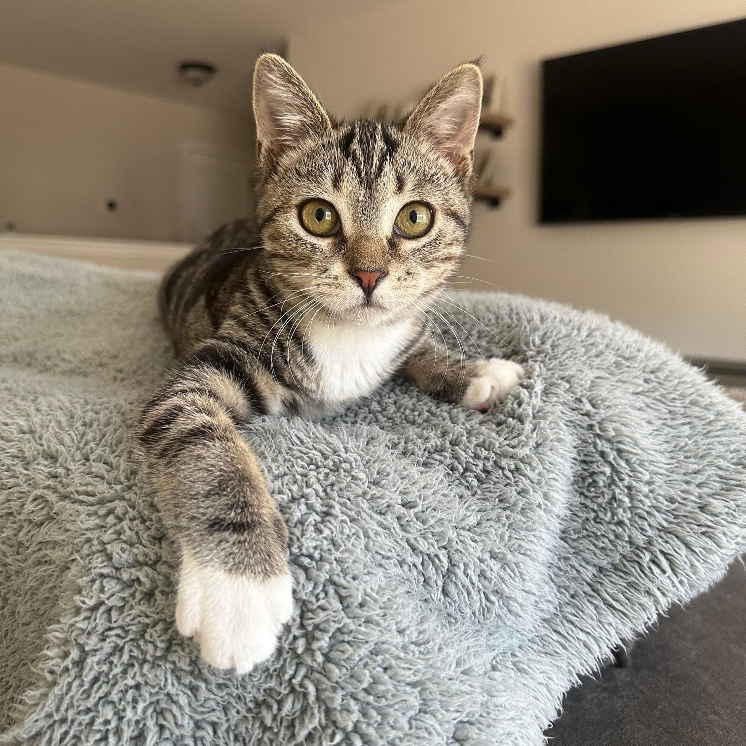 Enlarge Georgia, a Adoptable Domestic Short Hair in Savannah, GA image 2/5