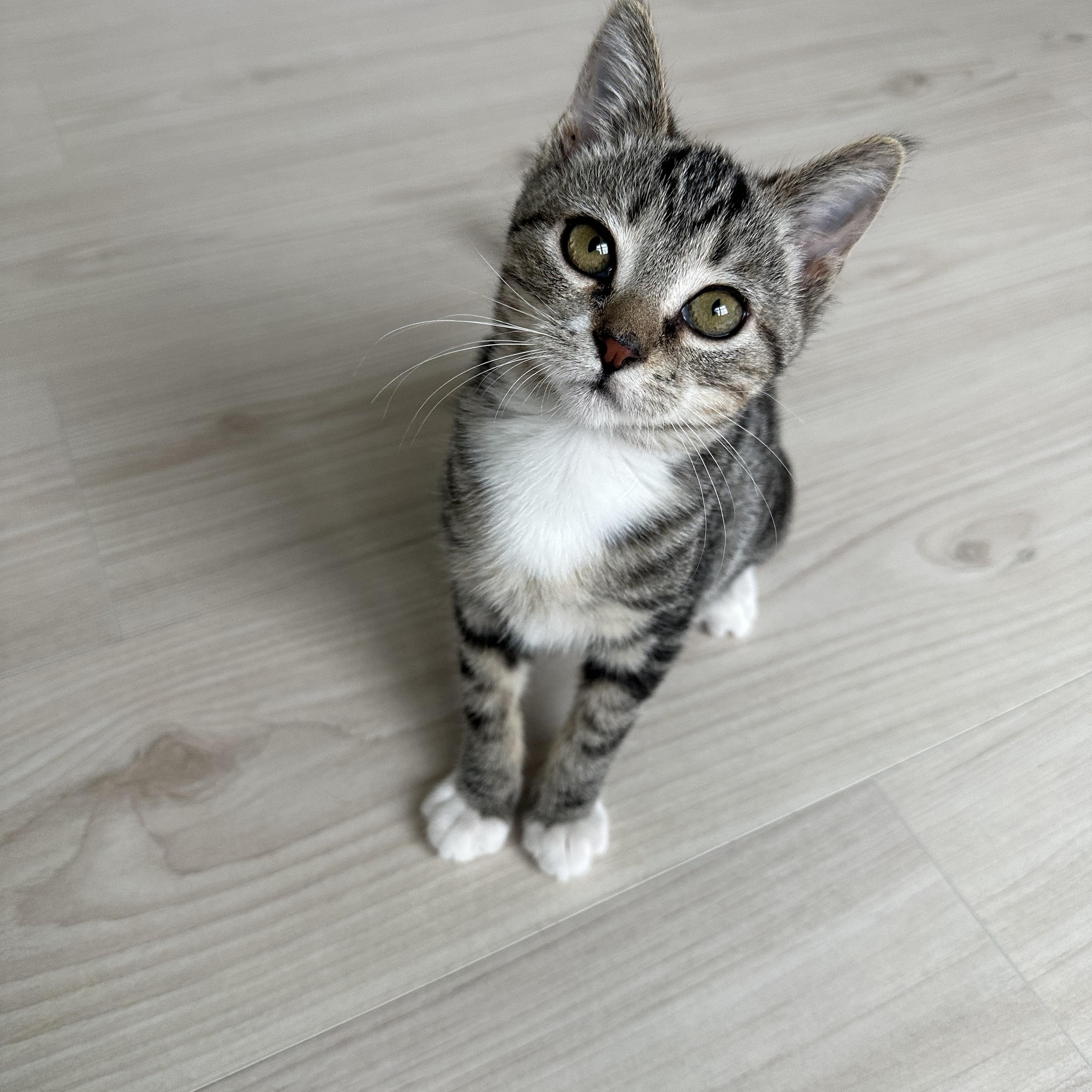 Enlarge Georgia, a Adoptable Domestic Short Hair in Savannah, GA image 5/5