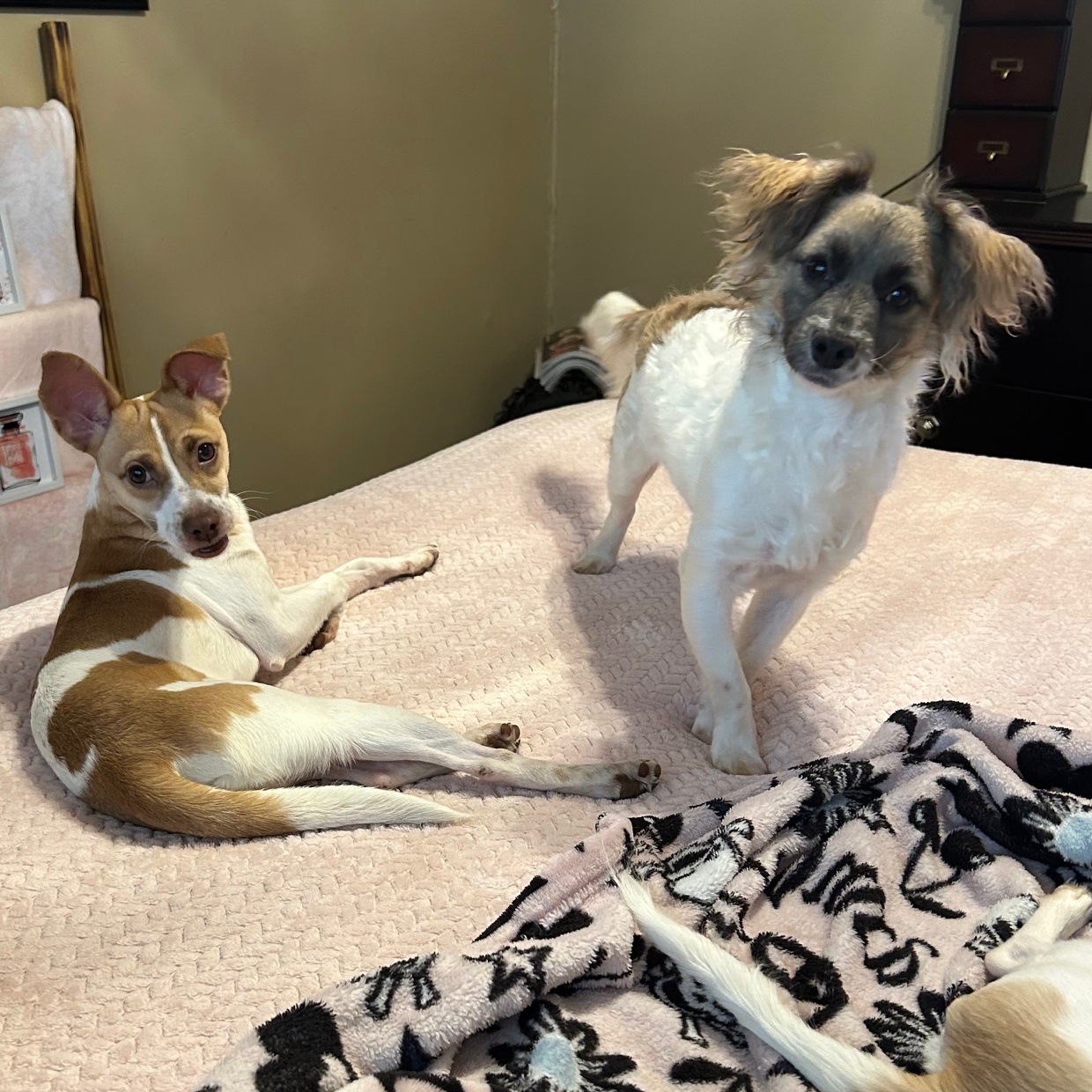 LITTLE LARRY & LEO (bonded pair) — thumbnail 3