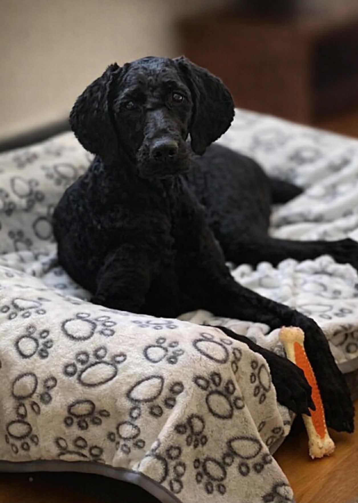 Enlarge Fendi, a ADOPTABLE Standard Poodle in Brunswick, ME image 1/4