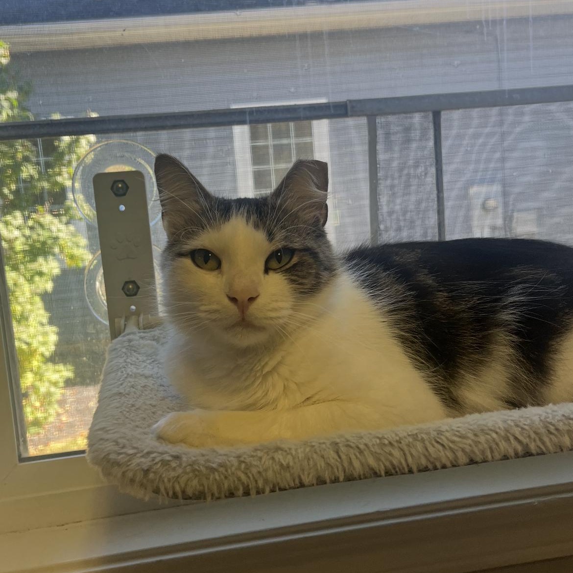 Enlarge Coraline, a Adoptable Domestic Medium Hair in Brockport, NY image 2/6