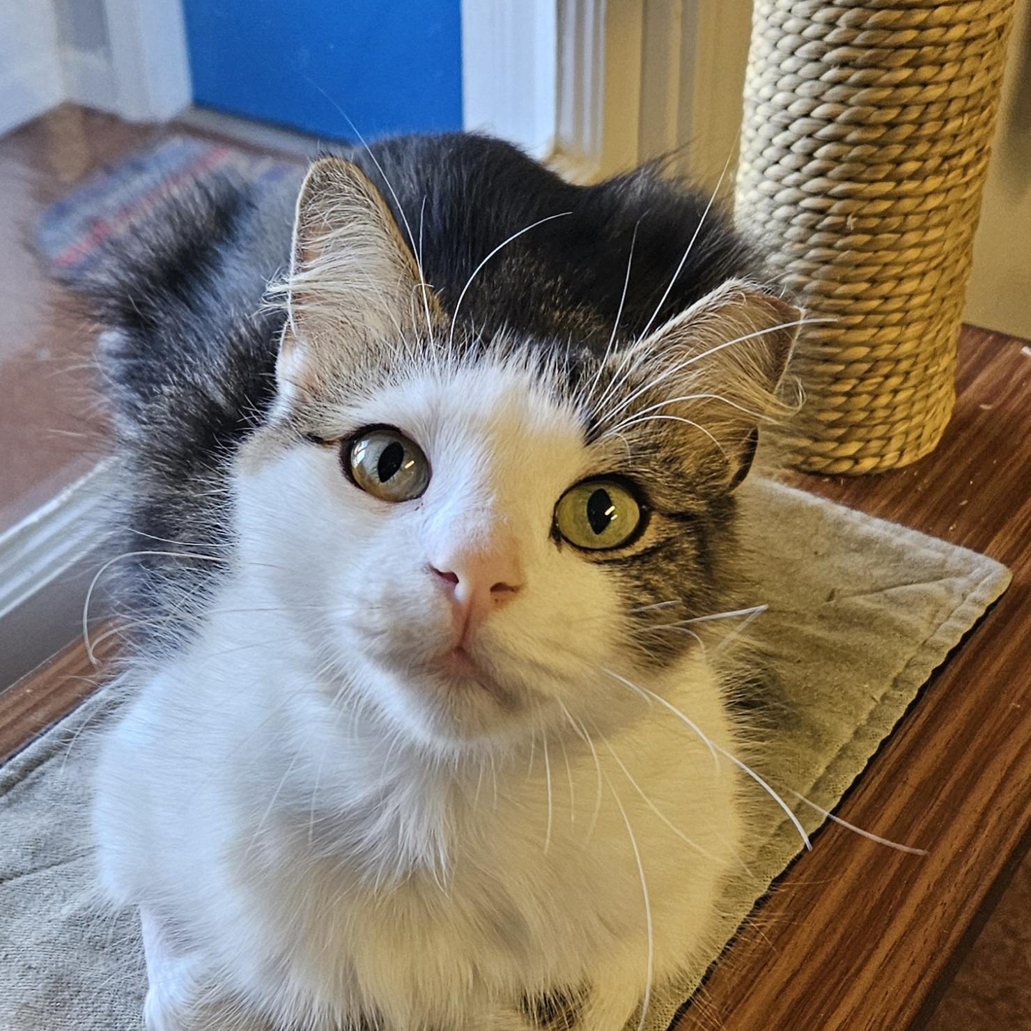 Enlarge Coraline, a Adoptable Domestic Medium Hair in Brockport, NY image 4/6