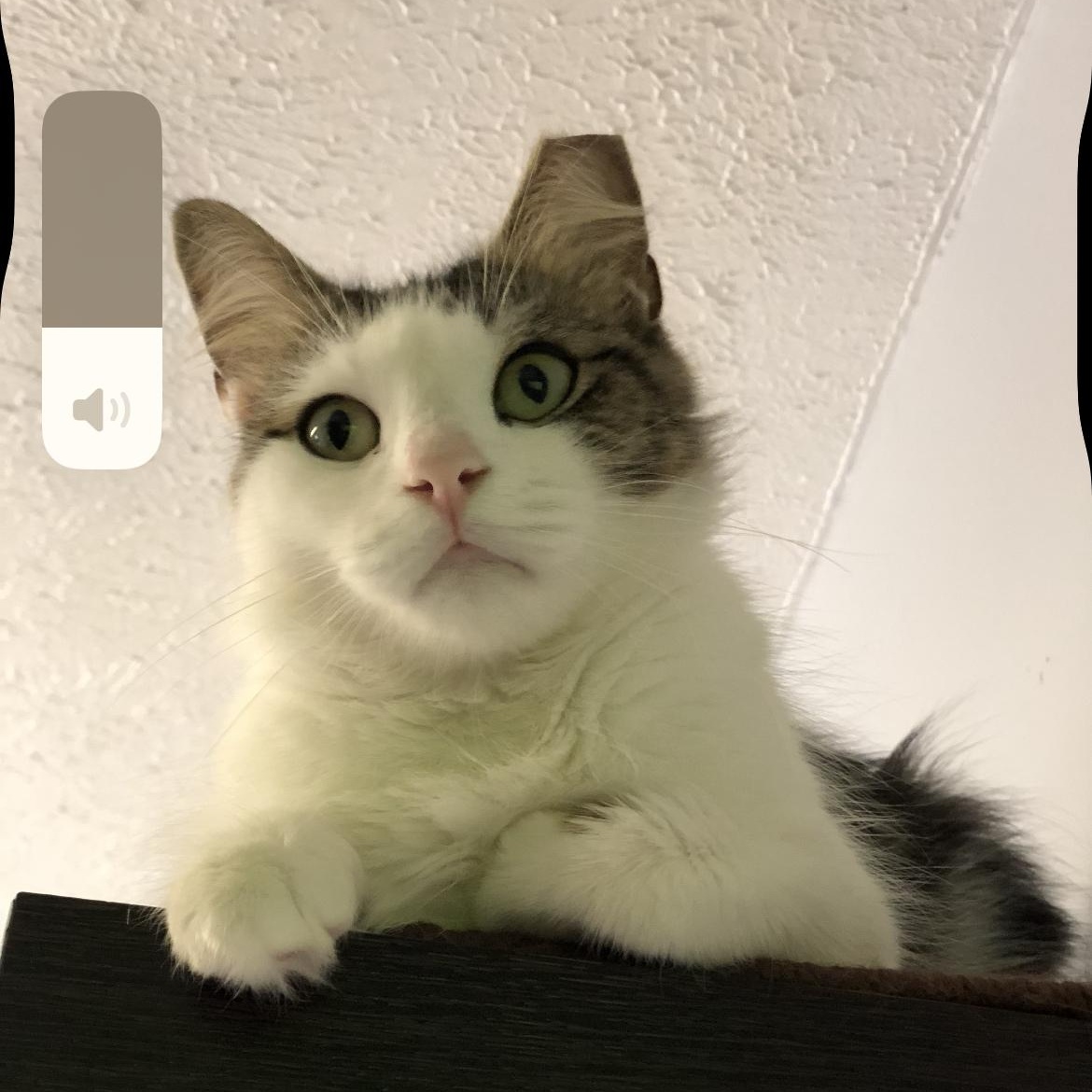 Enlarge Coraline, a Adoptable Domestic Medium Hair in Brockport, NY image 3/6