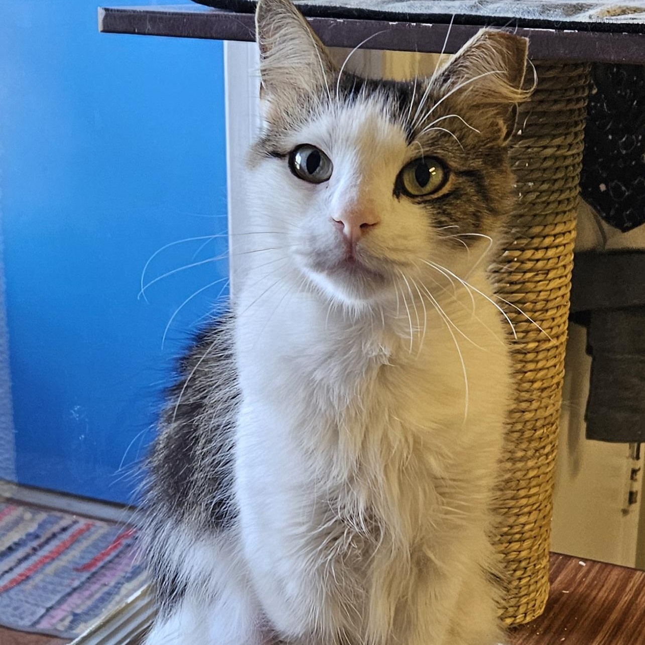 Enlarge Coraline, a Adoptable Domestic Medium Hair in Brockport, NY image 6/6