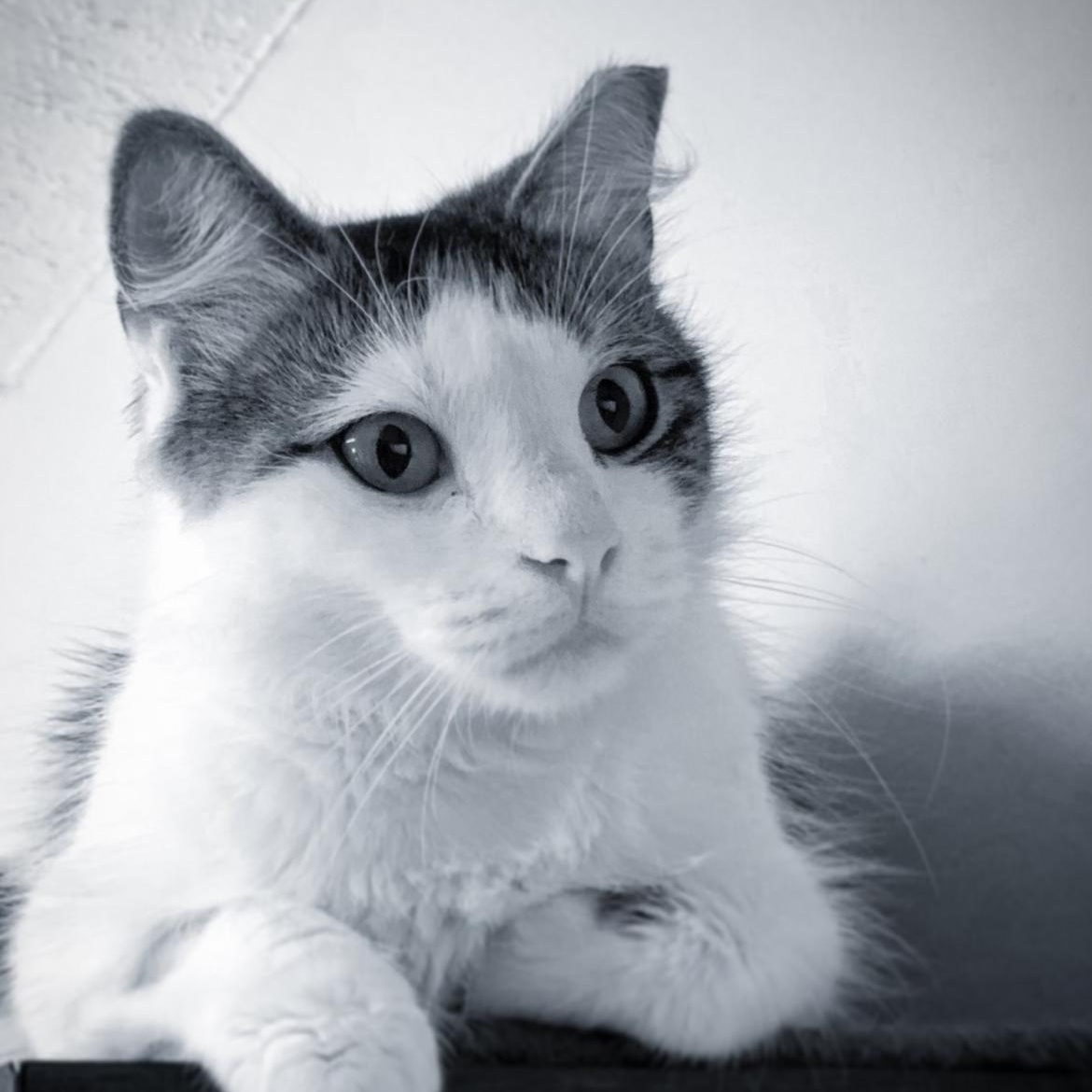 Enlarge Coraline, a Adoptable Domestic Medium Hair in Brockport, NY image 1/6