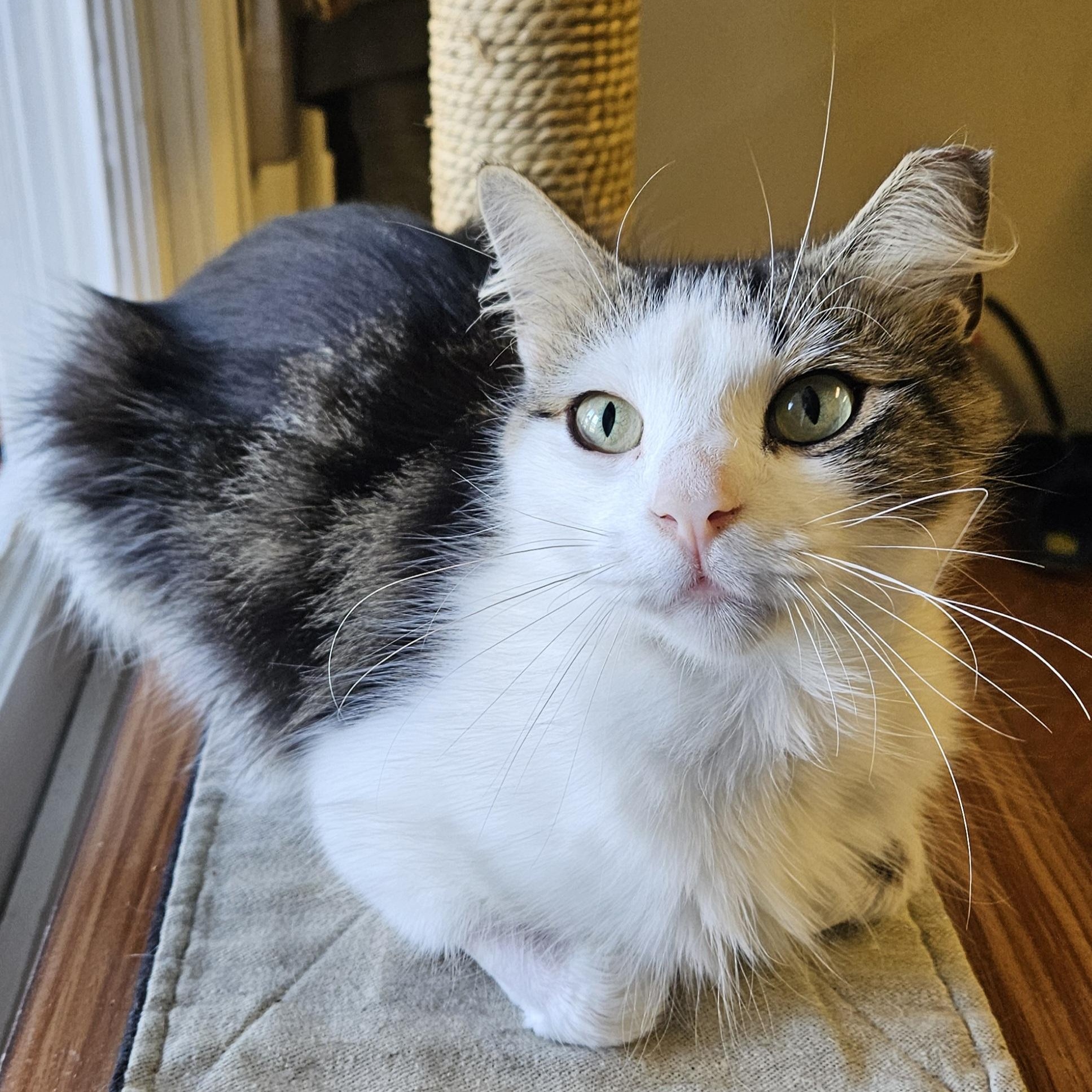 Enlarge Coraline, a Adoptable Domestic Medium Hair in Brockport, NY image 5/6