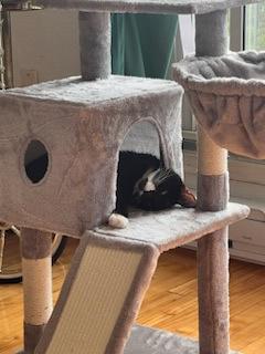 Tsuki (Trancis), Adoptable, Kitten Female Domestic Medium Hair & Domestic Short Hair.