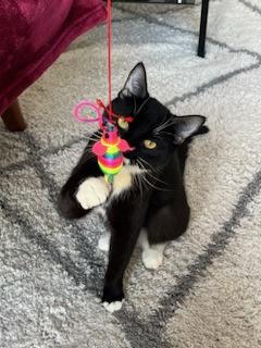 Tsuki (Trancis), a Adoptable mixed breed in Montreal, QC image 1/3