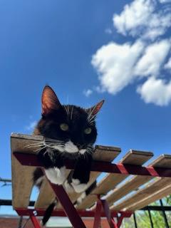 Enlarge Tsuki (Trancis), a Adoptable mixed breed in Montreal, QC image 2/3