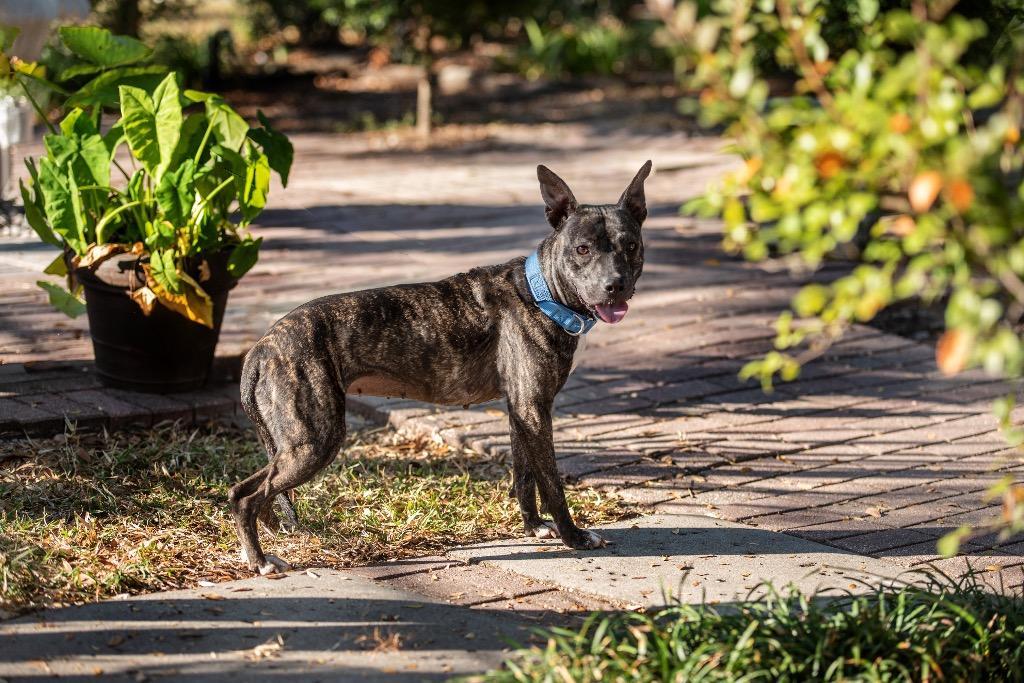 Enlarge Tabitha (Abby), a Adoptable Mixed Breed in Ocala, FL image 3/4