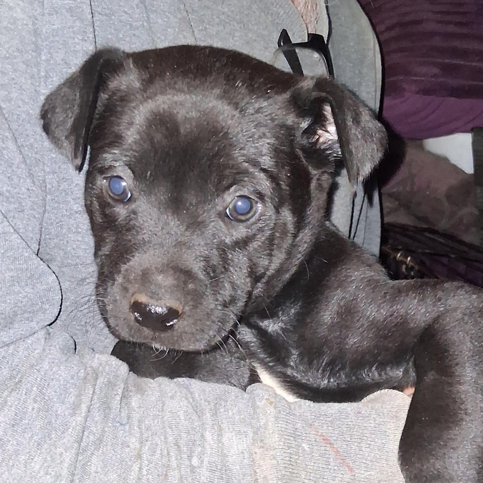 Puppy #5, ADOPTABLE, Puppy Male Labrador Retriever & German Shepherd Dog.