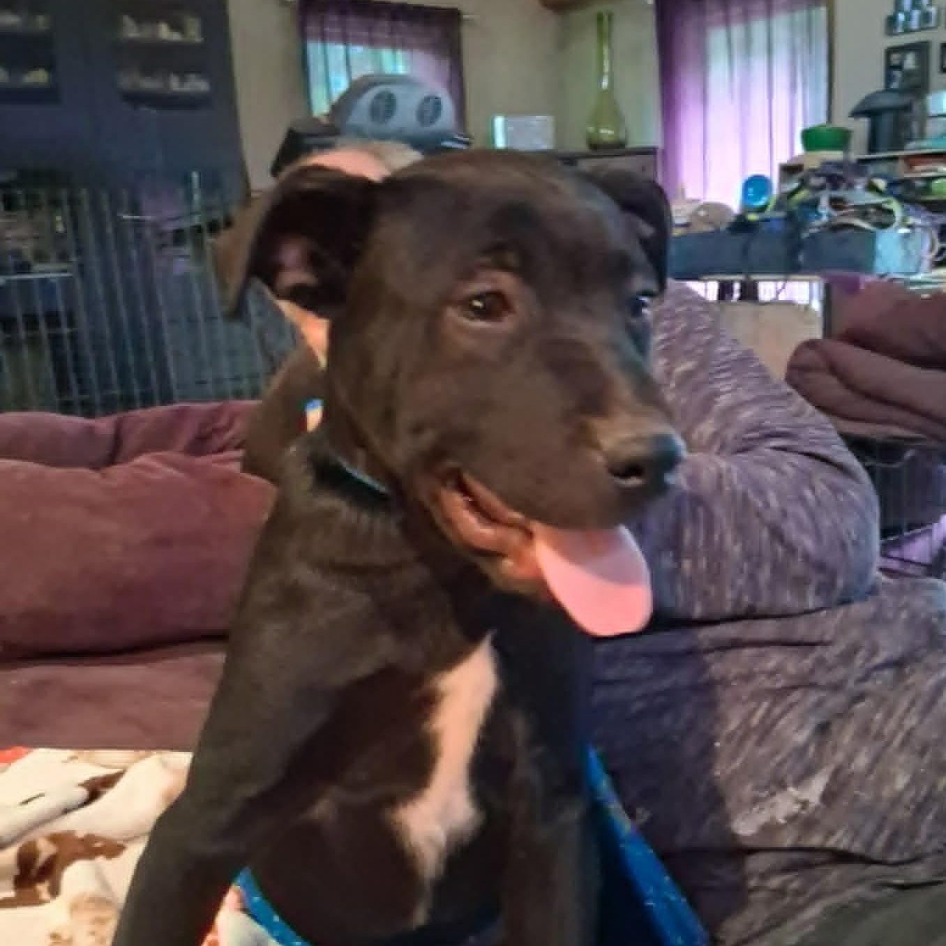 Coal, an adopted mixed breed in North Jackson, OH image 1/2