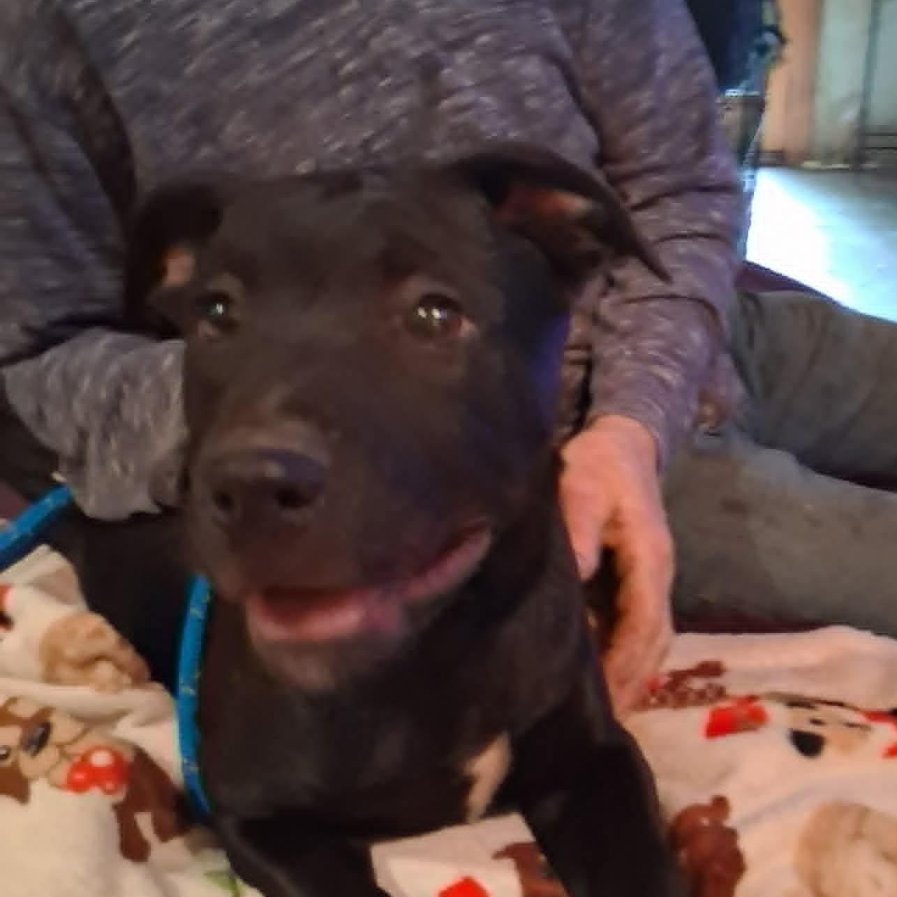 Coal, an adopted mixed breed in North Jackson, OH image 2/2