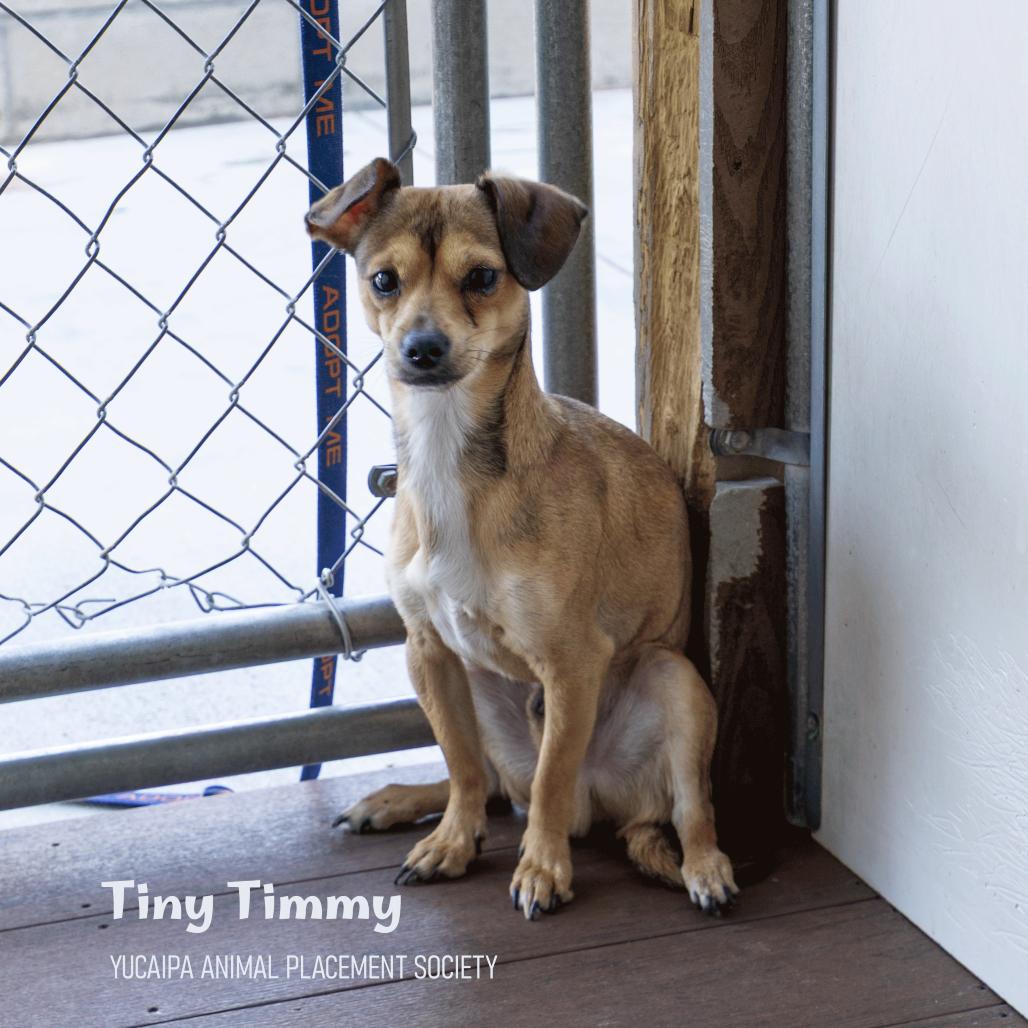 Tiny Timmy, Adoptable, Young Male Chihuahua.