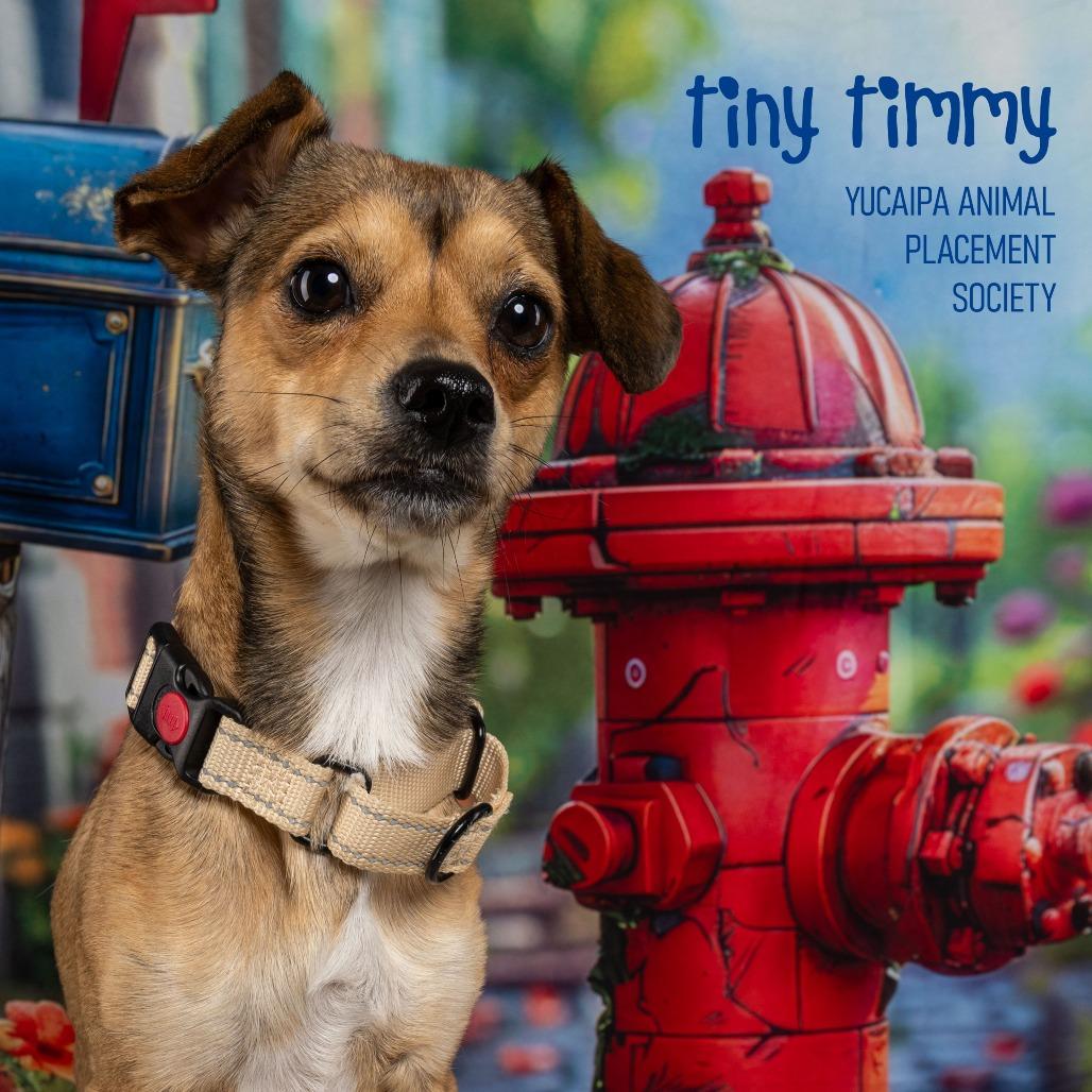 Enlarge Tiny Timmy, a Adoptable Chihuahua in Yucaipa, CA image 2/5