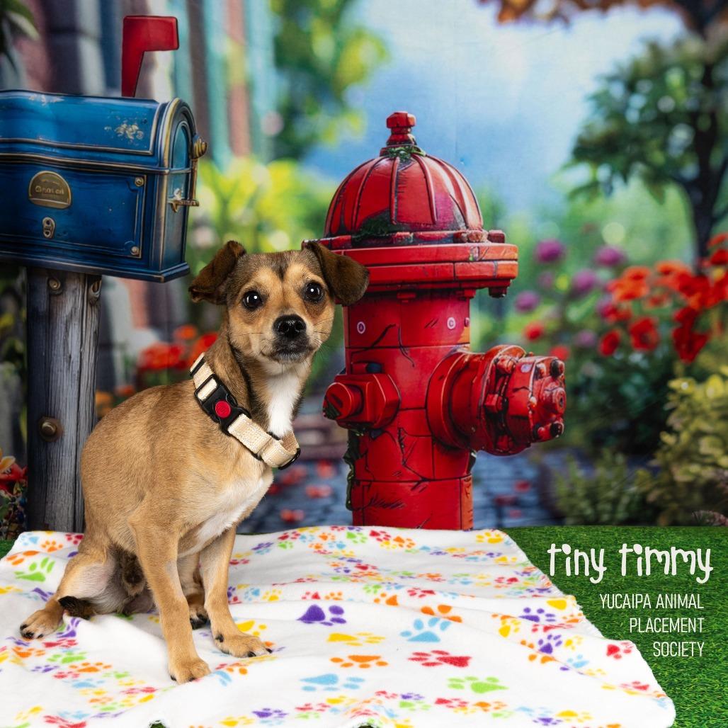 Enlarge Tiny Timmy, a Adoptable Chihuahua in Yucaipa, CA image 3/5