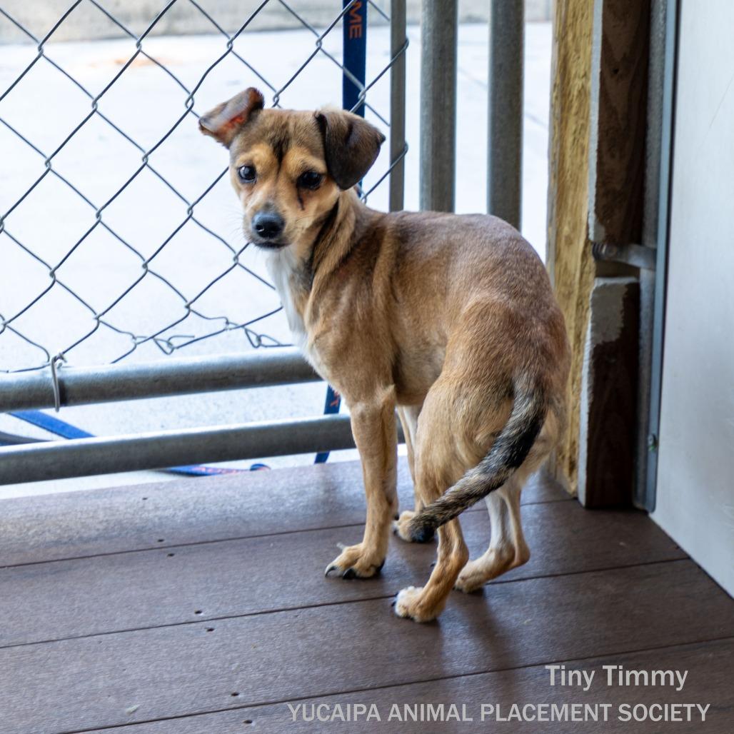 Enlarge Tiny Timmy, a Adoptable Chihuahua in Yucaipa, CA image 4/5